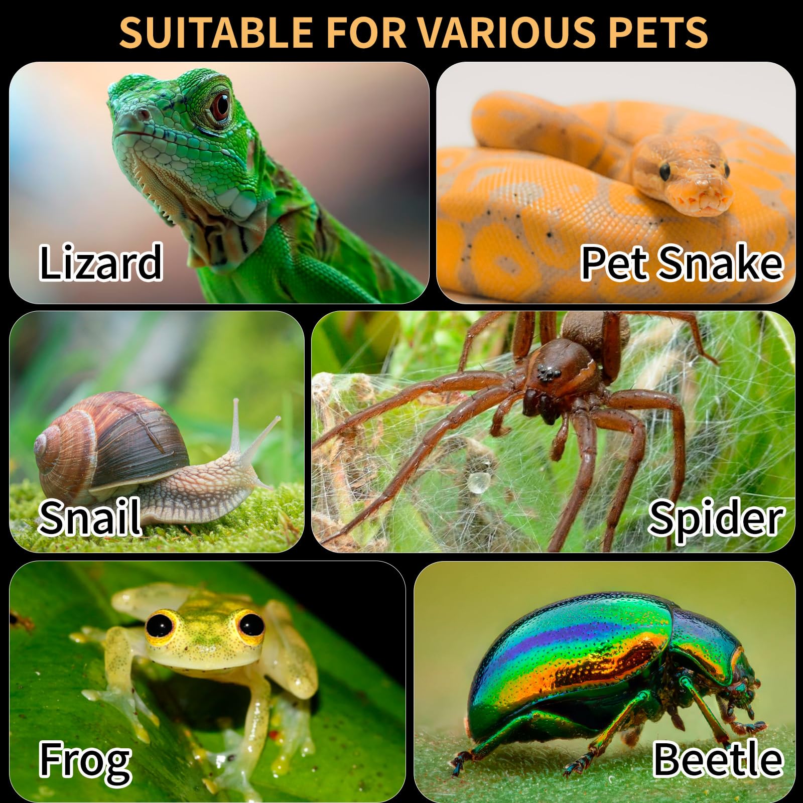 Acrylic Reptile Terrarium Easy Assembly, 360 Clear & Keep Pet Secure Design For Jumping Spiders, Tarantulas, Geckos Scratch-Resi