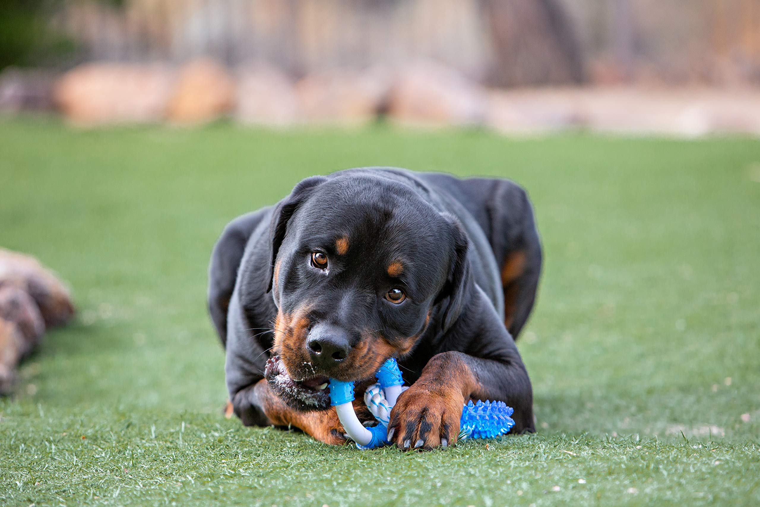 Multipet 51150 Pet Dental Care Supplies