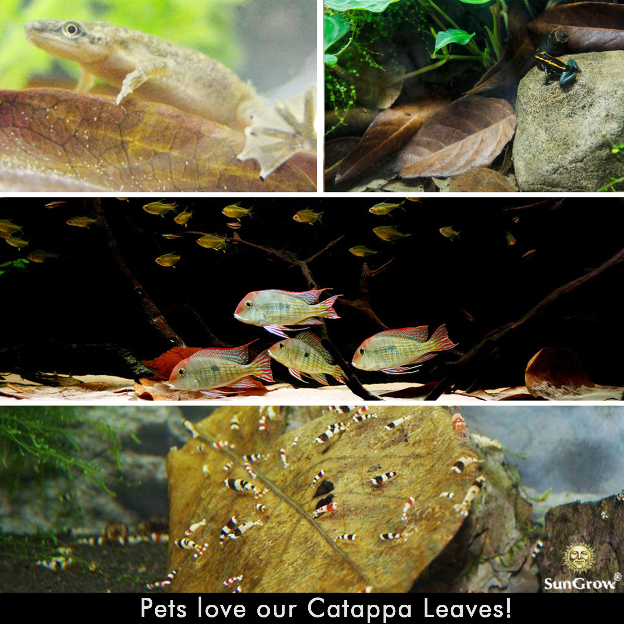 Sungrow Catappa Indian Almond Leaves, 7-8 Inches,10 Catappa Leaves For Betta Fish, Aquarium Water Conditioner, Fish Tank Decorat