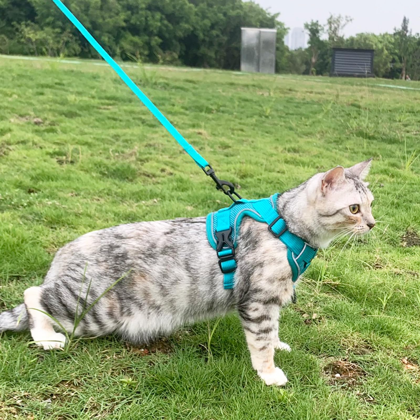 pangdi Cat Harness and Leash Set, Escape Proof, Large, Turquoise, Nylon