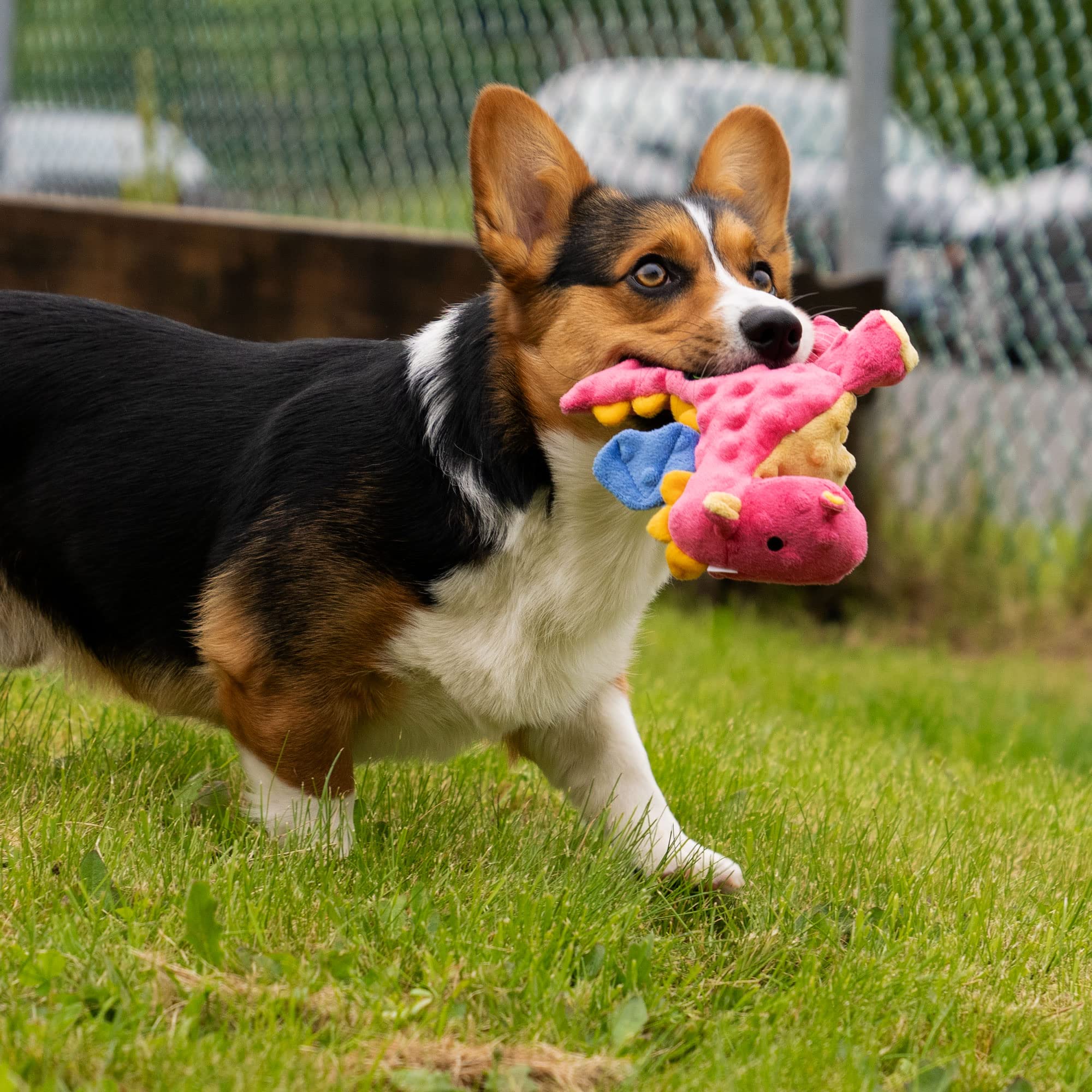 Godog Bubble Plush Dragons Squeaky Dog Toy, Chew Guard Technology - Coral, Small