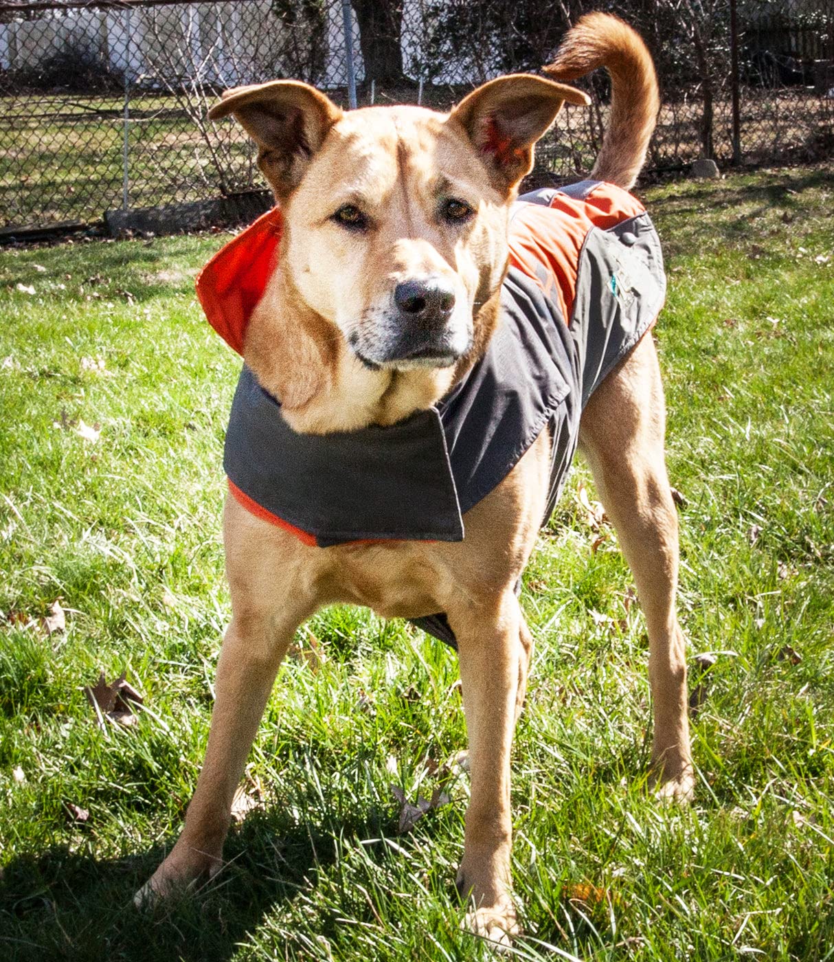 Pet Life Cat House, Blue/Yellow