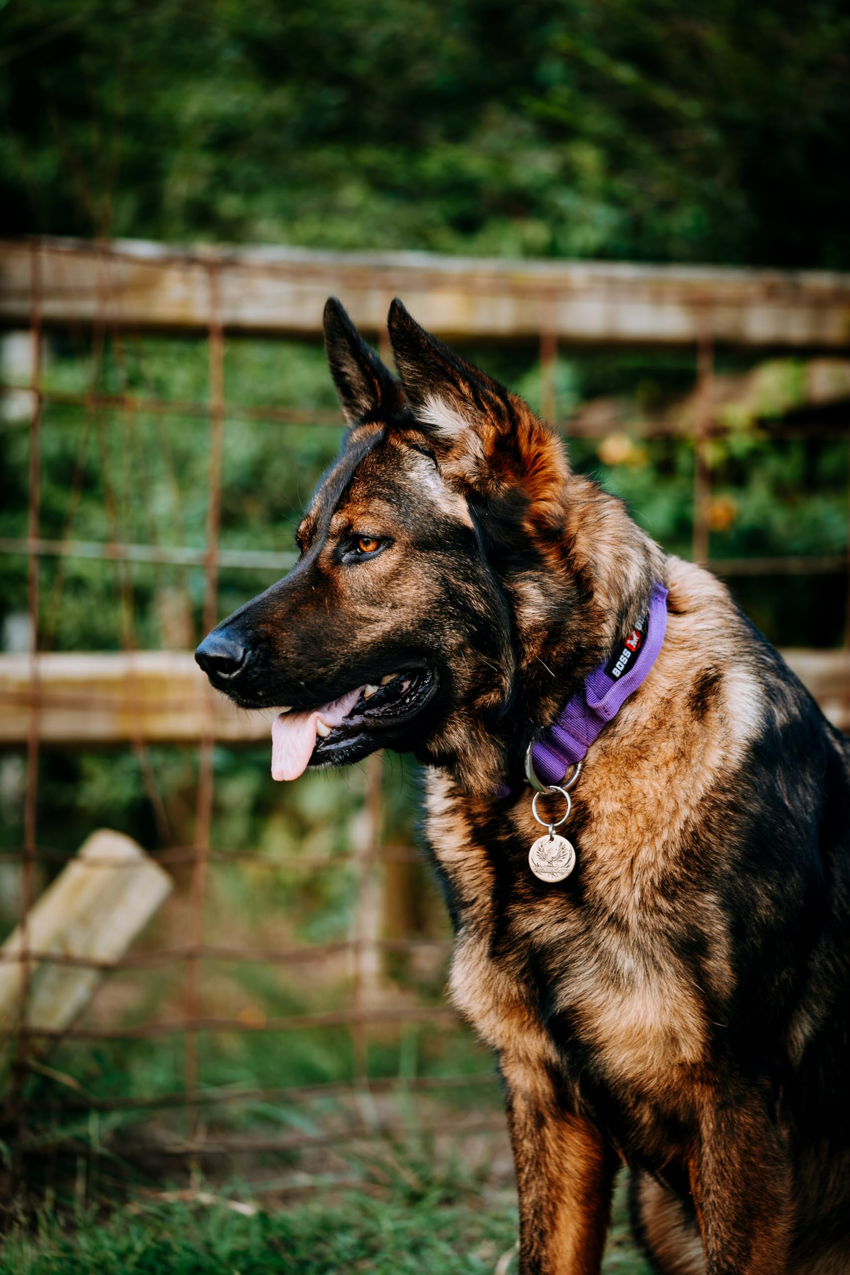 Boss Dog Tactical Collar, Purple, X-Large