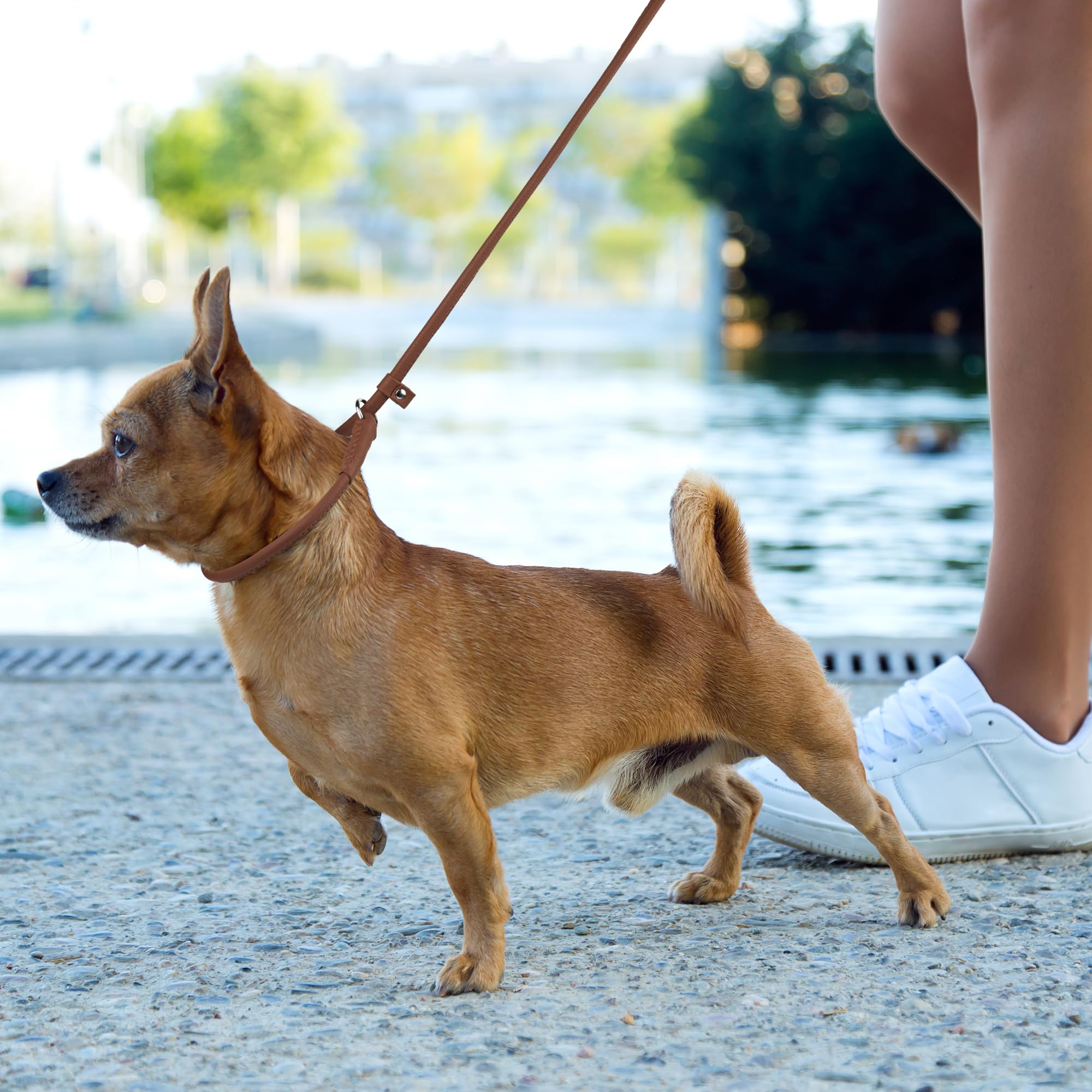 Dogline Rolled Leather Dog Slip Lead - For Small, Medium And Large Breeds - Soft And Padded Lead Luxury Design - Brown - 1/4In W X 6Ft L