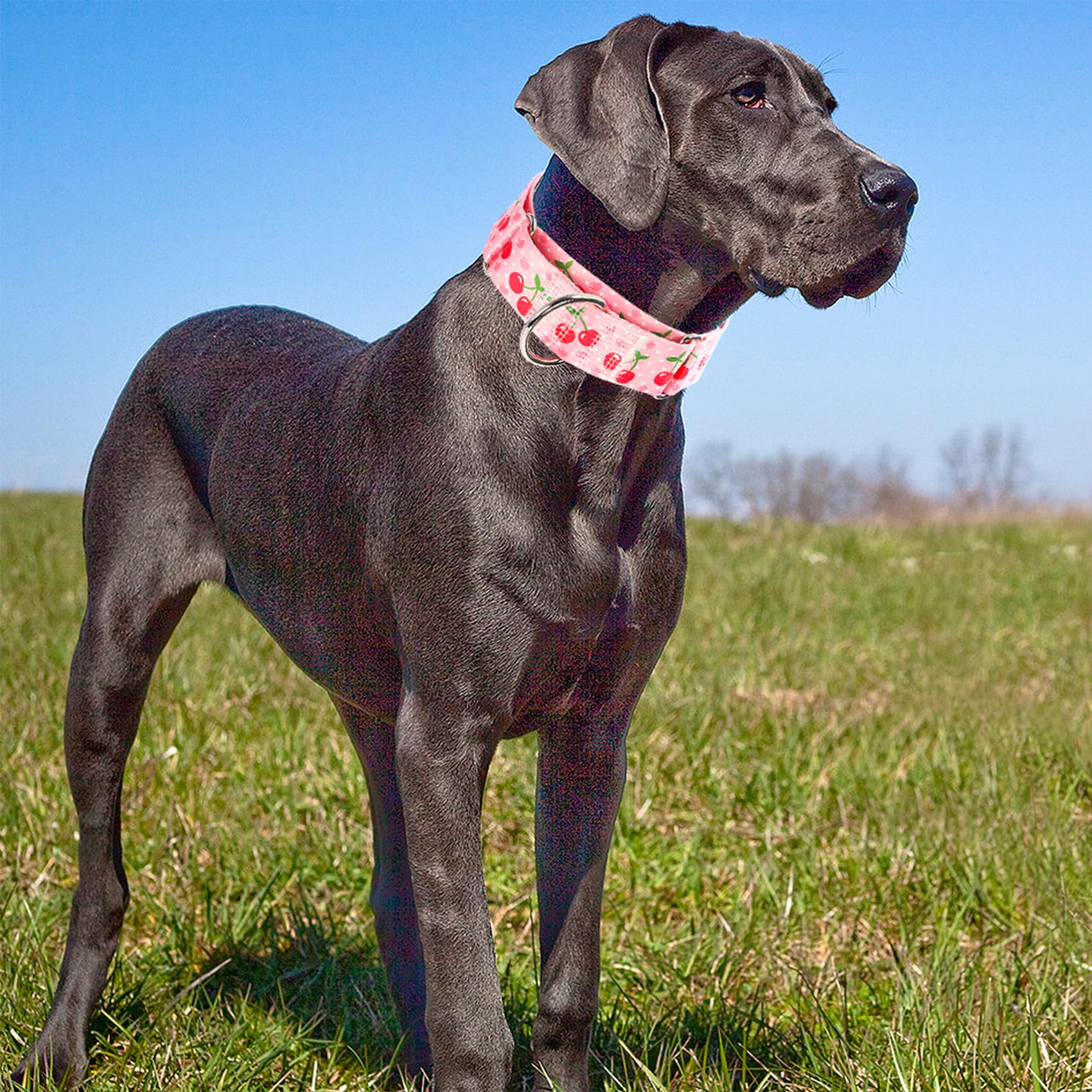 Martingale Dog Collar 1.5 Inch Wide - Pink Cherry Blossom Adjustable Nylon No-Pull Training Collar For Large Dogs, Secure Design