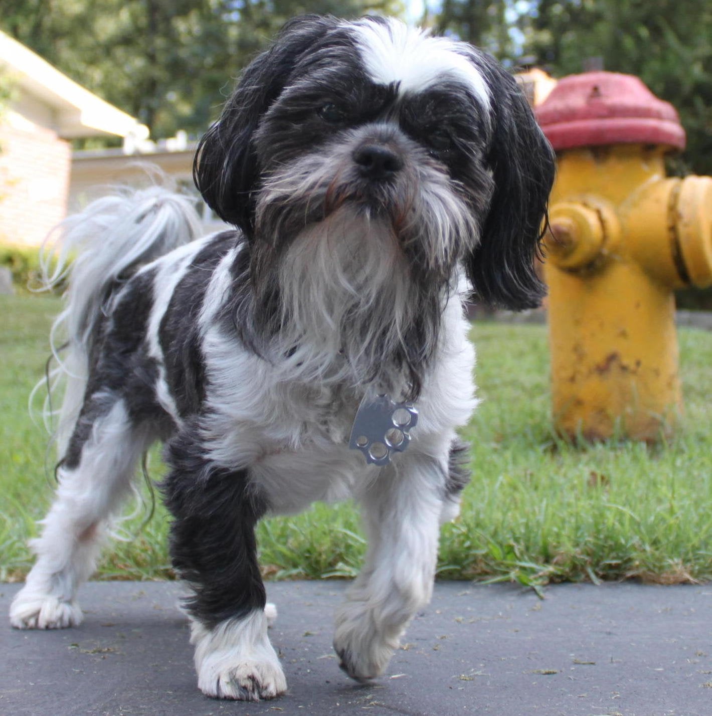 Puppyknucks Brass Knuckles Pet Id Tag Engraveable (Brushed Chrome, Please Engrave)