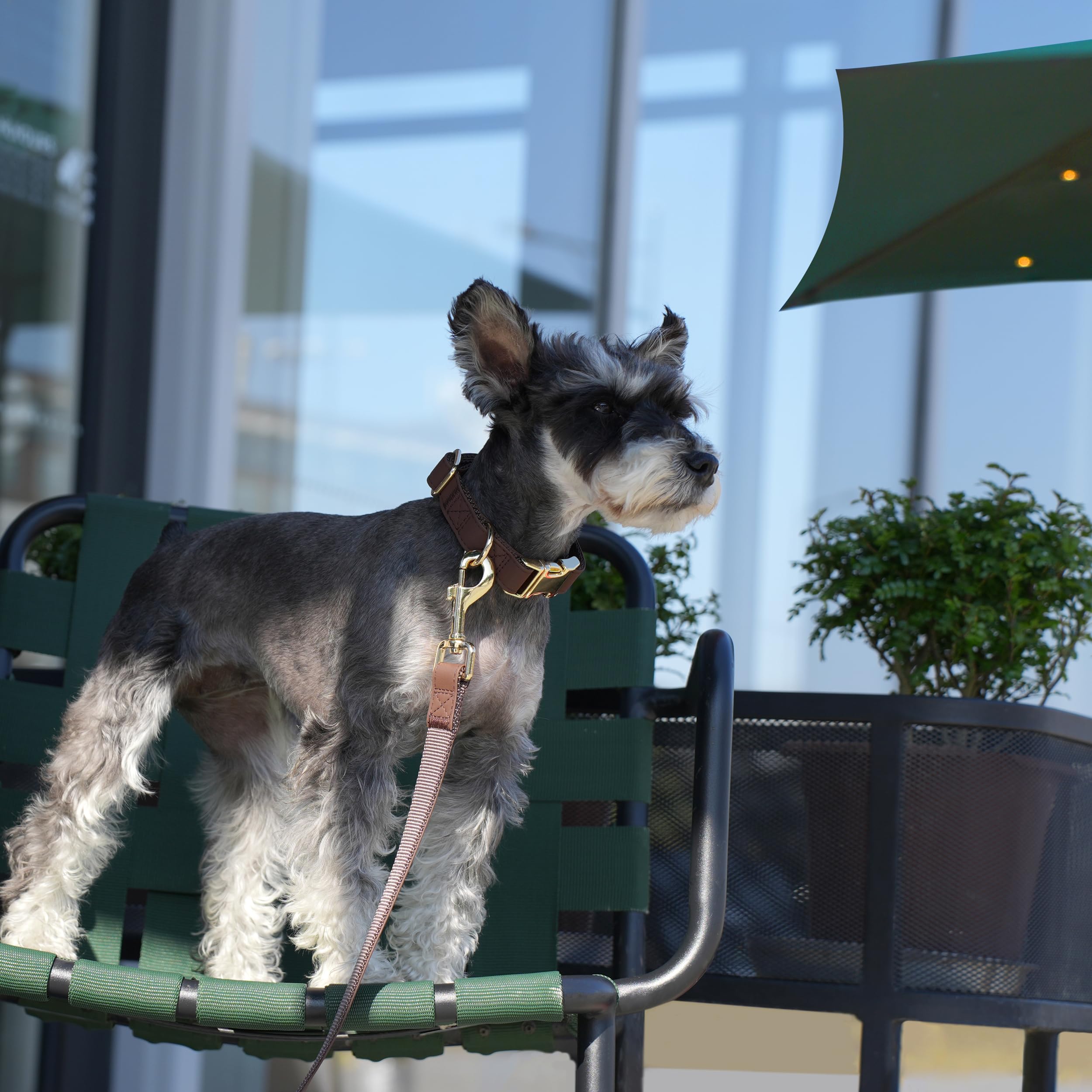 PET ARTIST Bright & Classic Leather Dog Collar, Durable & Heavy Duty Dog Collars with Quick Release Metal Buckle, Adjustable Nyl