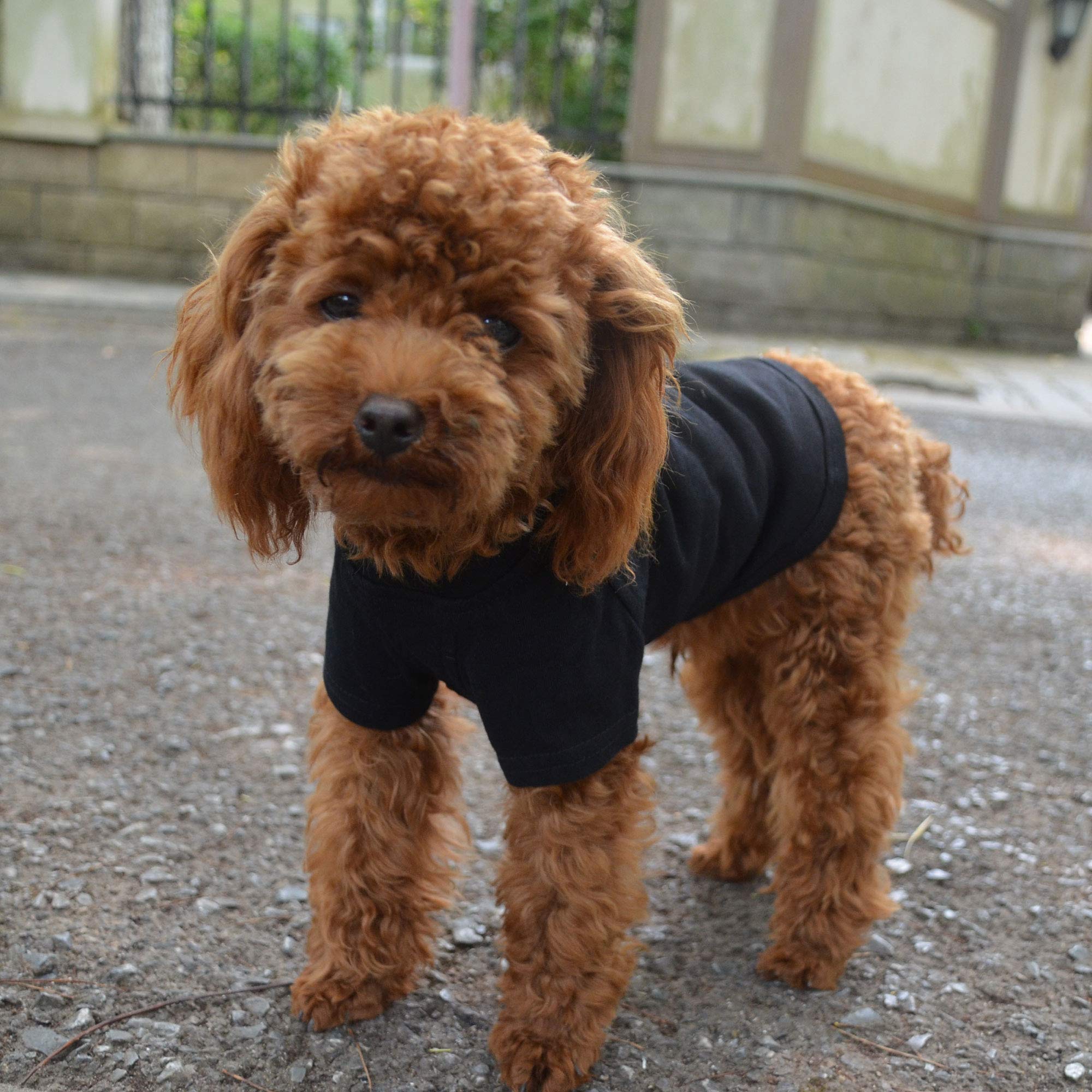 Lovelonglong 2019 Pet Clothing Dog Costumes Basic Blank T-Shirt Tee Shirts For Small Dogs Black L