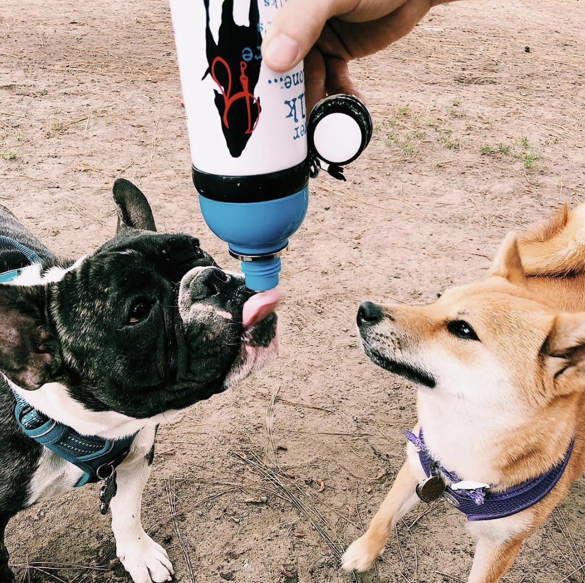 Dog Is Good Never Walk Alone Pet Water Bottle, 16 Oz