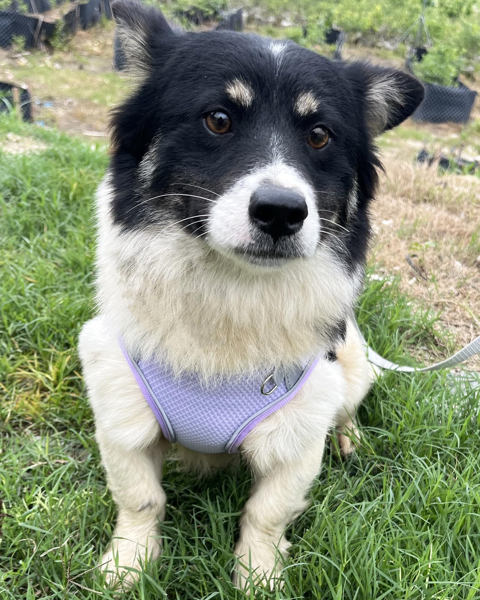 Aecllcea Puppy Harness And Leash Set Training - Dog Vest Harness For Small, Medium Dogs (Purple, Xs)