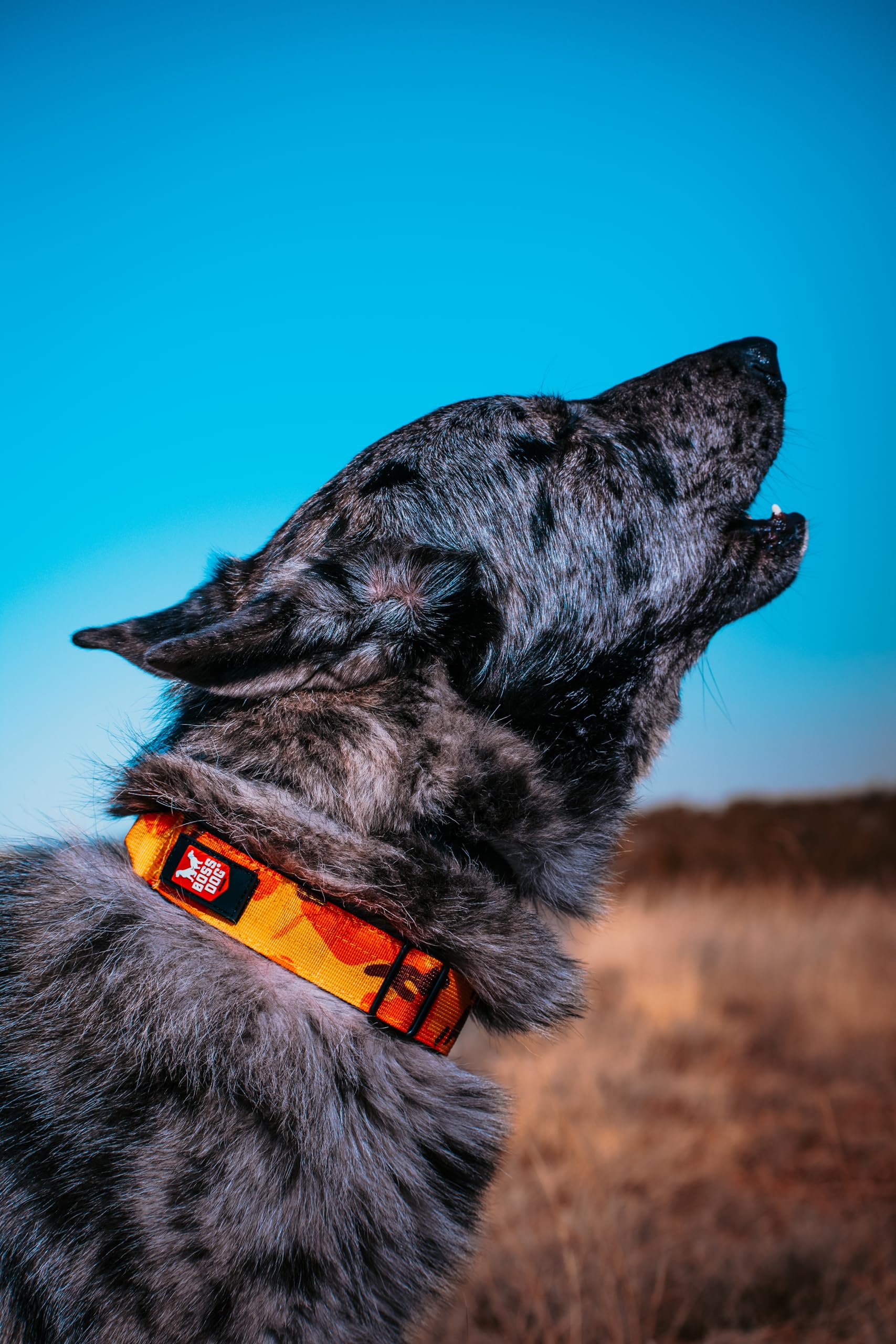 Boss Dog Tactical Collar, Orange Camo, Small
