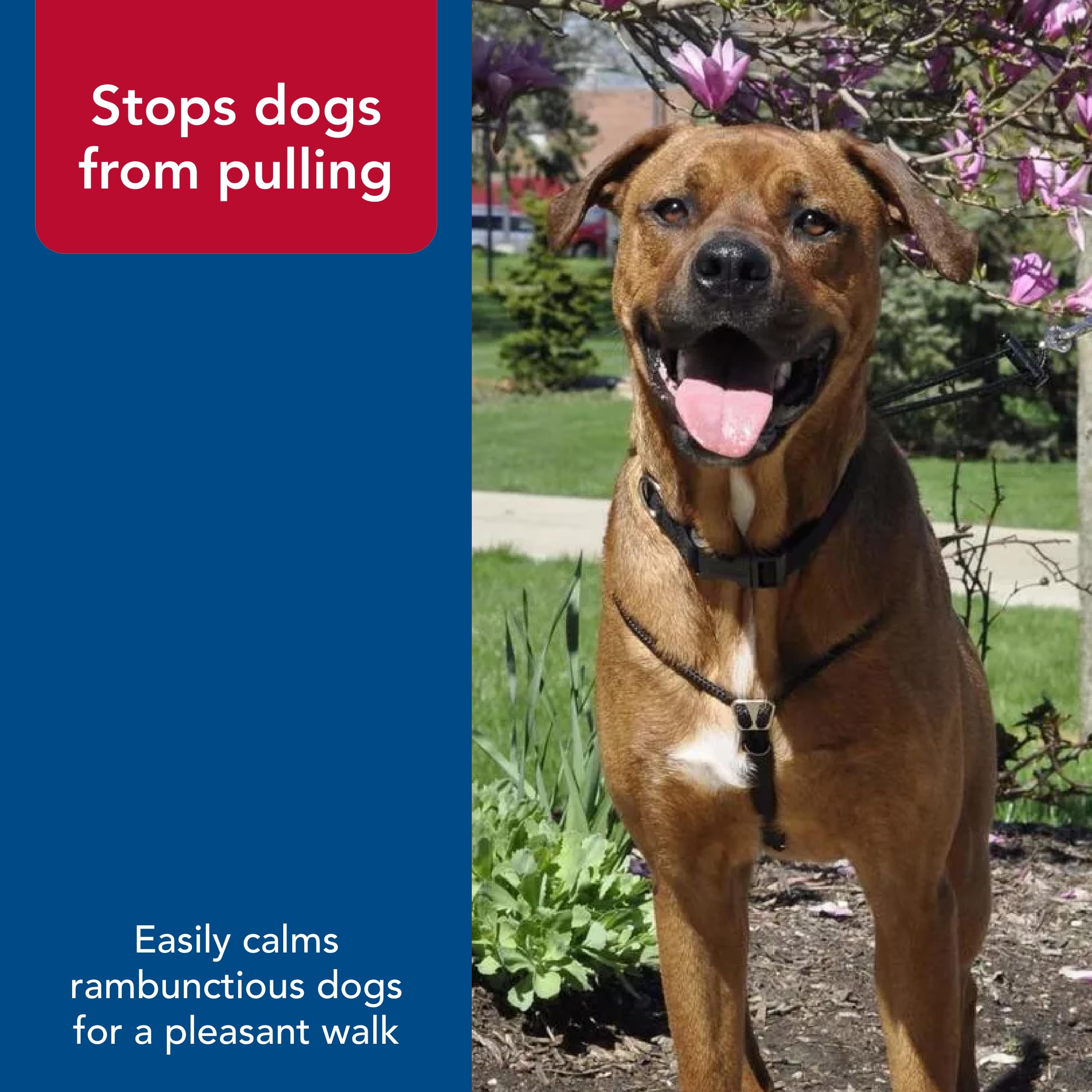 Coastal Pet Holt Adjustable Dog Control Harness - Big & Small Dog Harness - Walking Harness For Dogs - Instructions Included - Top-Grade Pet Supplies For Dogs - Black, Small (14')