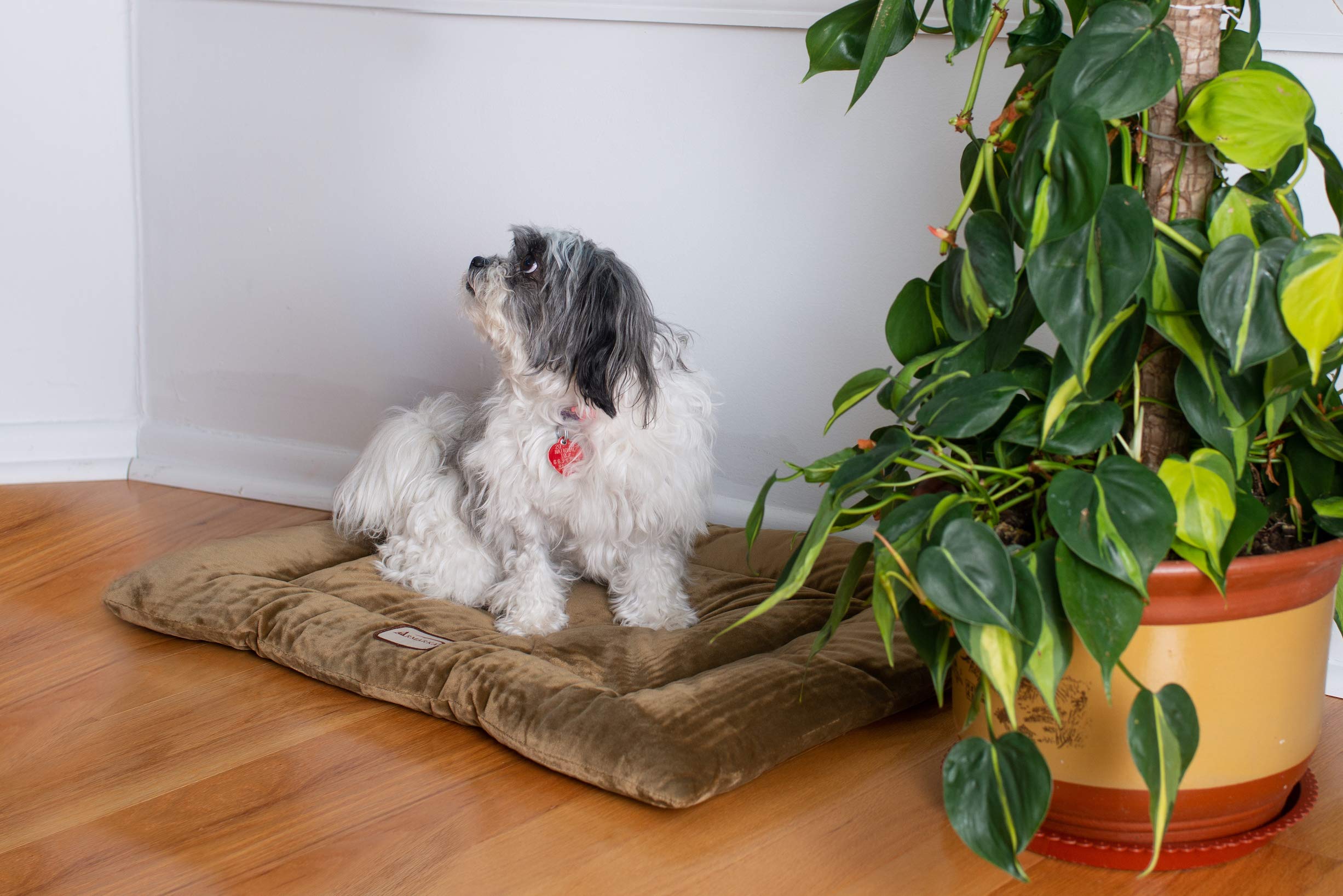 Armarkat Pet Bed Mat 27-Inch By 19-Inch By 2.5-Inch M01-Medium, Sage Green (Model: M01Chl-M)