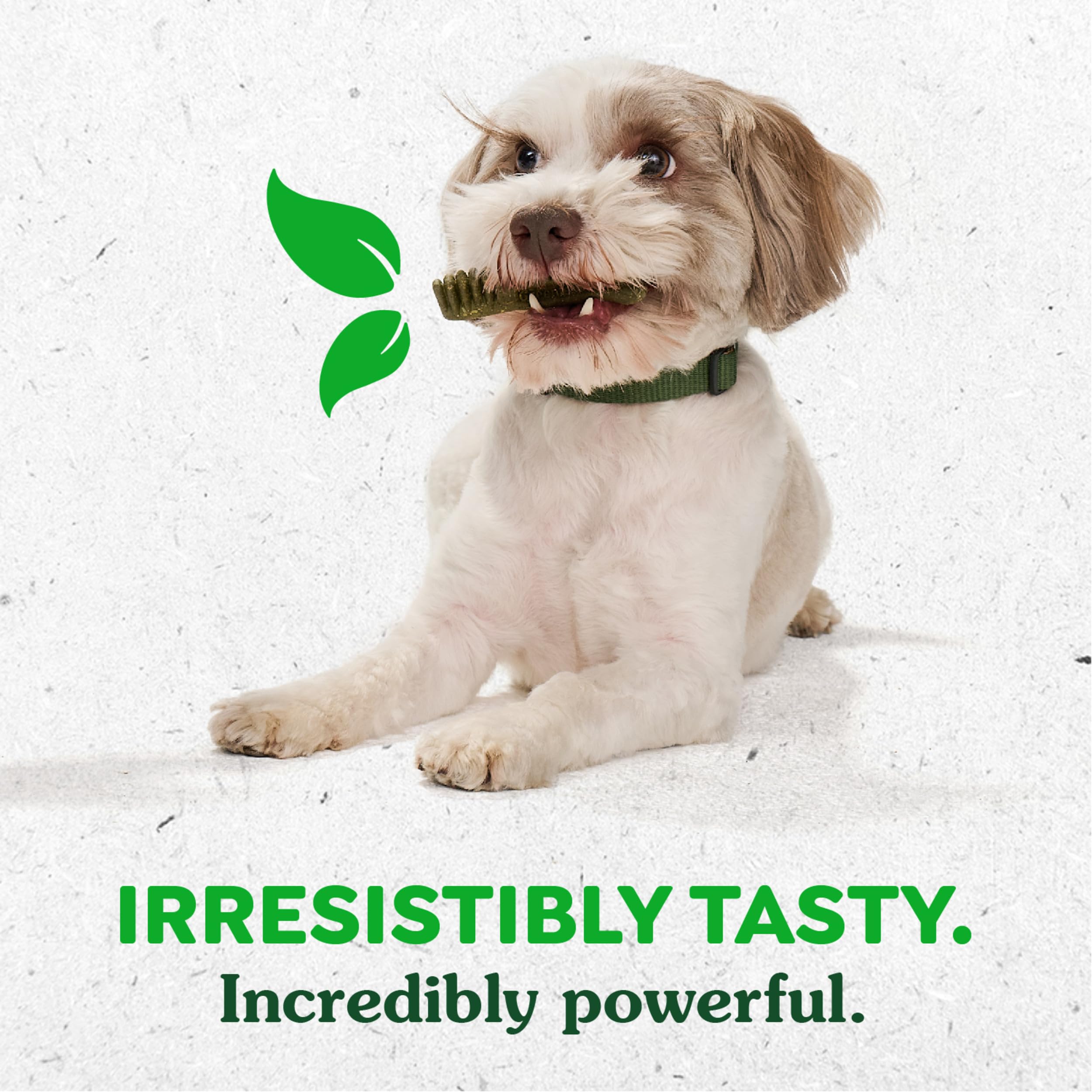Greenies Petite Natural Dog Dental Care Chews Oral Health Dog Treats, Pumpkin Spice Flavor, 12 oz. (20 Treats)