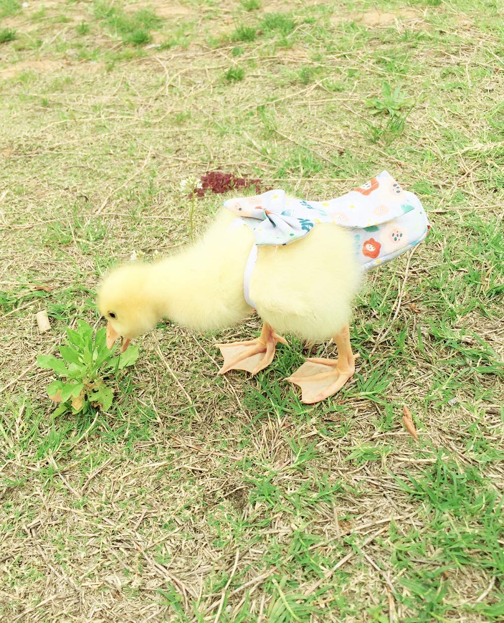 HEZHUO Duck Diapers, Chicken Diapers, Special Diapers for Poultry, Chicken, Duck and Goose Waterproof, Adjustable, Washable and