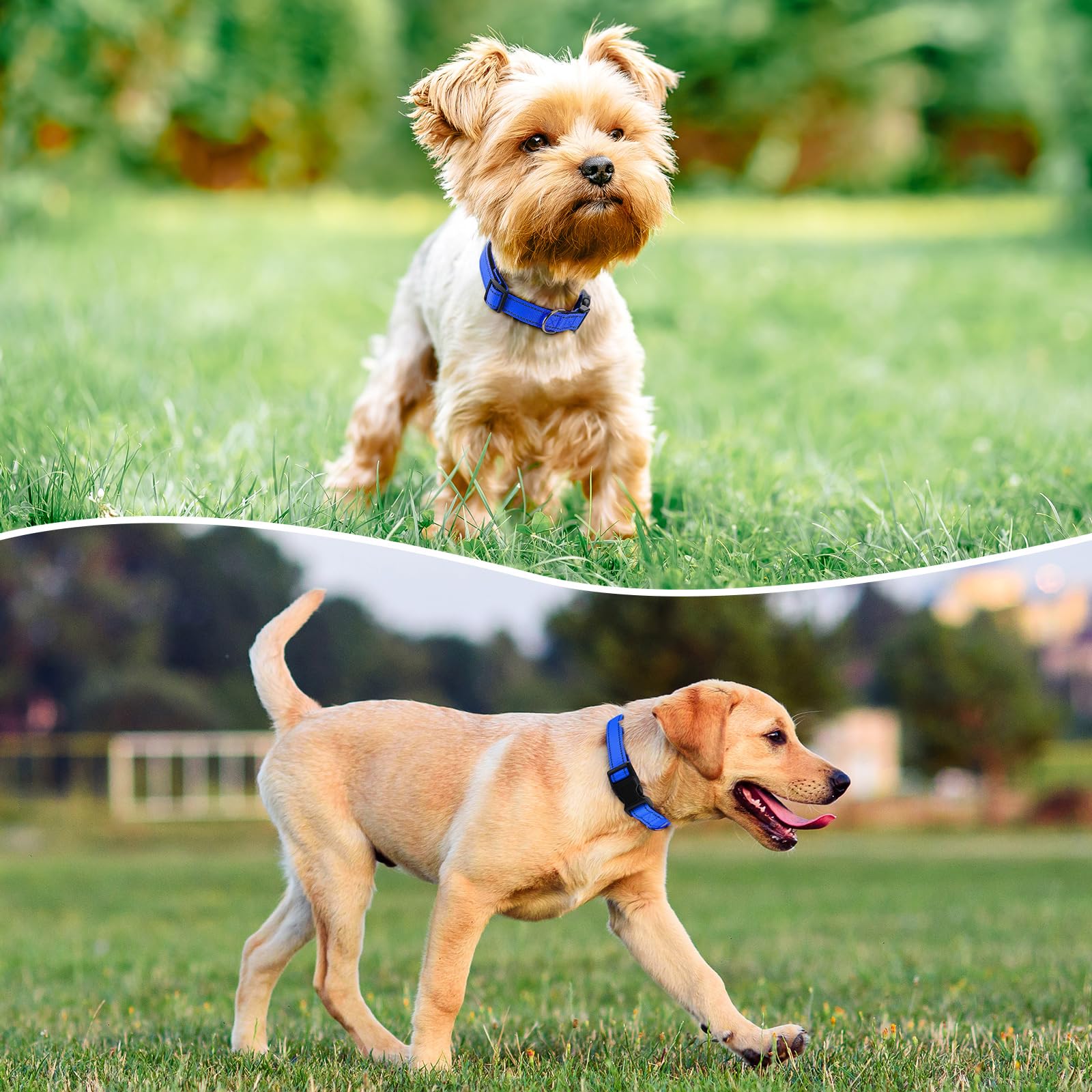 Penseepet Reflective Dog Collar Padded With Soft Neoprene Breathable Quick Release Basic Dog Collars For Puppy Small Dogs Boy Gi