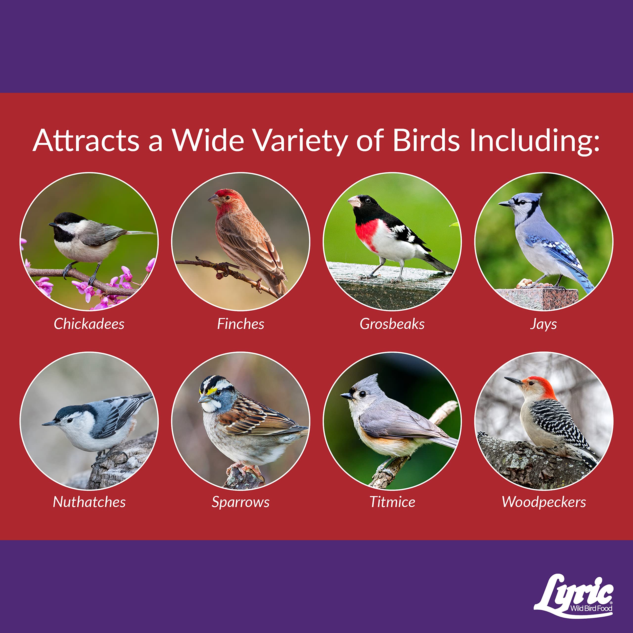 Lyric Delite Wild Bird Seed - No Waste Bird Food Mix with Shell-Free Nuts & Seeds - Attracts Buntings, Chickadees & Finches - 20
