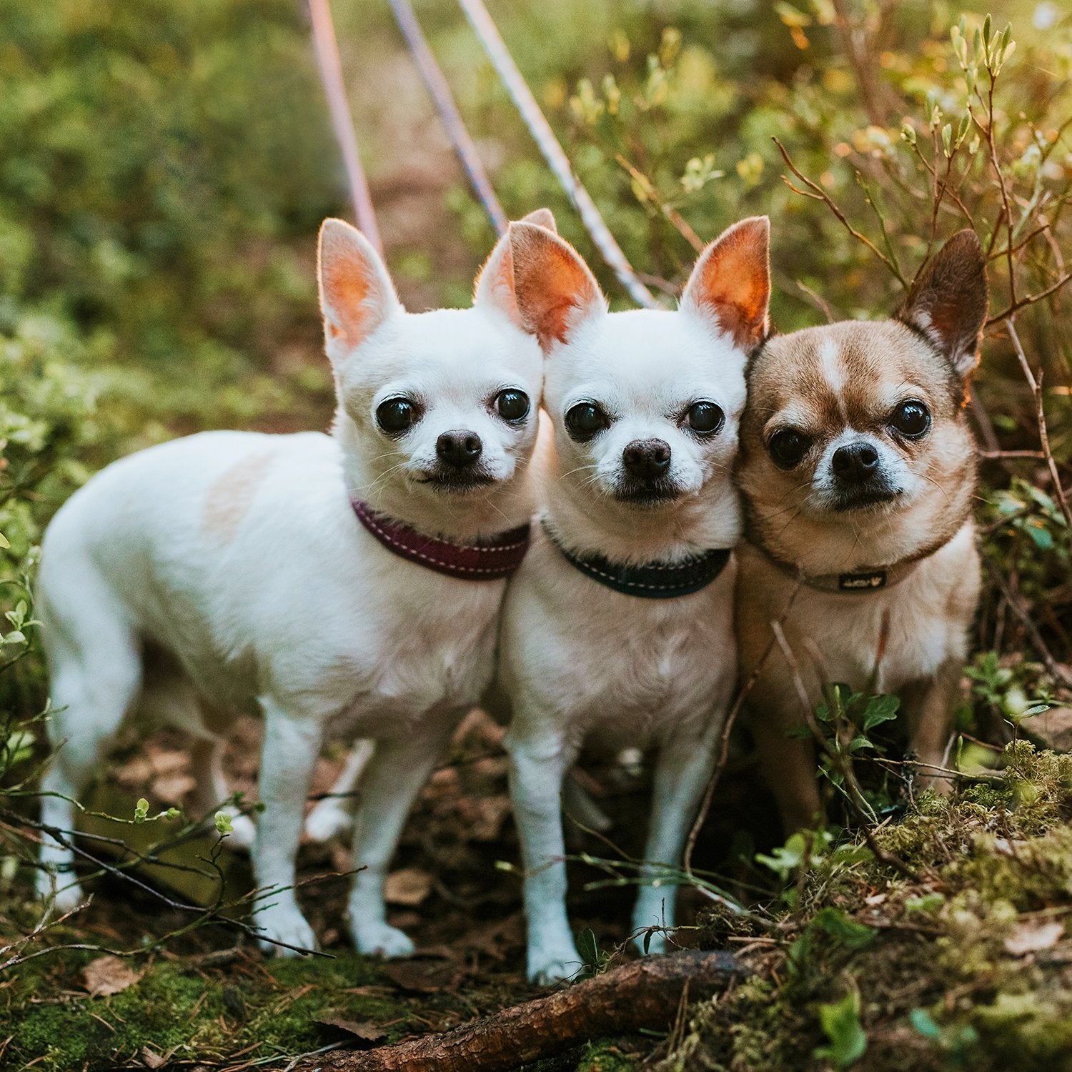 Hurtta Casual Padded Dog Collar, Raven, 8-12 In