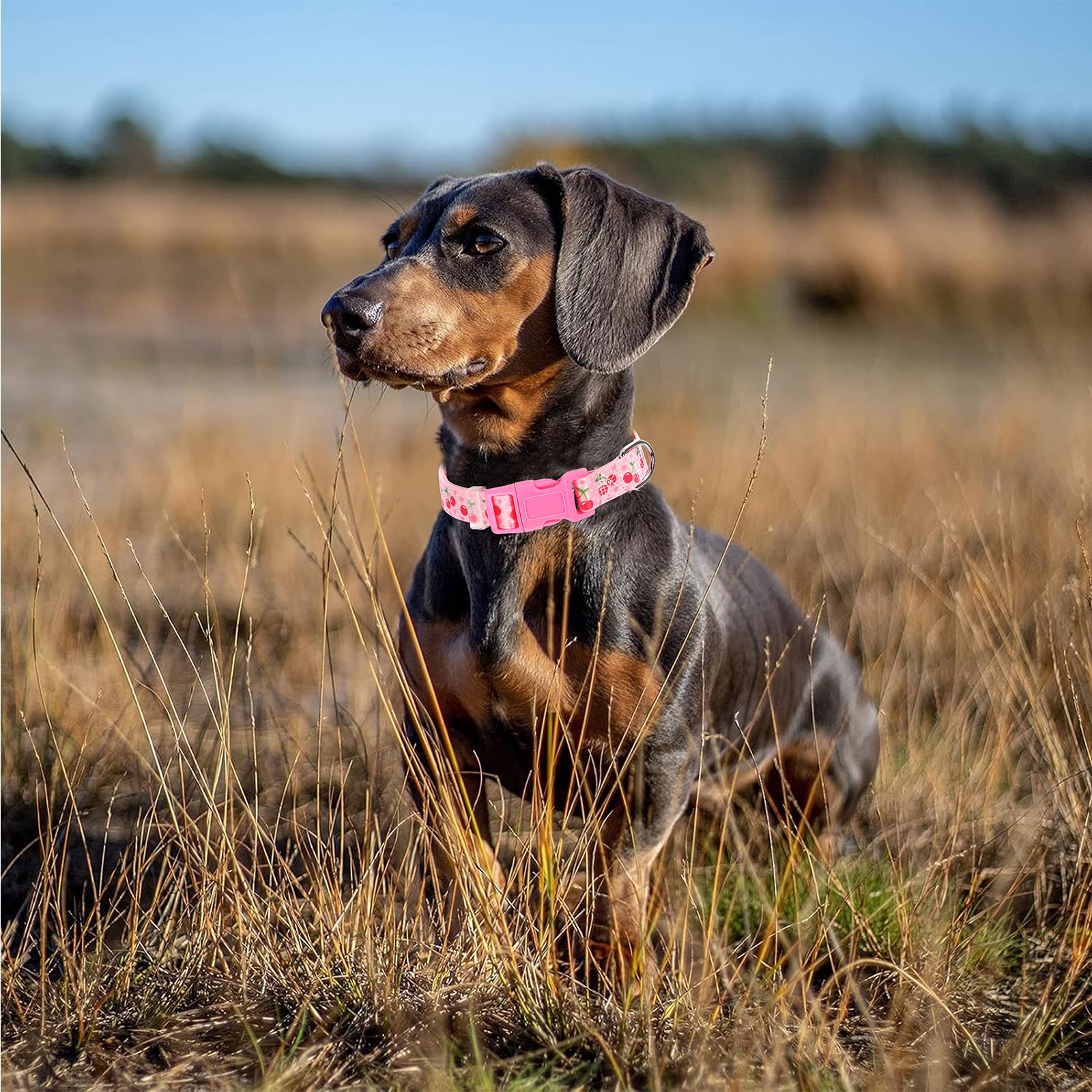 Onefojojo Pink Dog Collar,Cute Cherry Style Dog Collar For Medium Dogs,Soft Nylon Puppy Collar For Boy And Girl Female Dog,Adjus