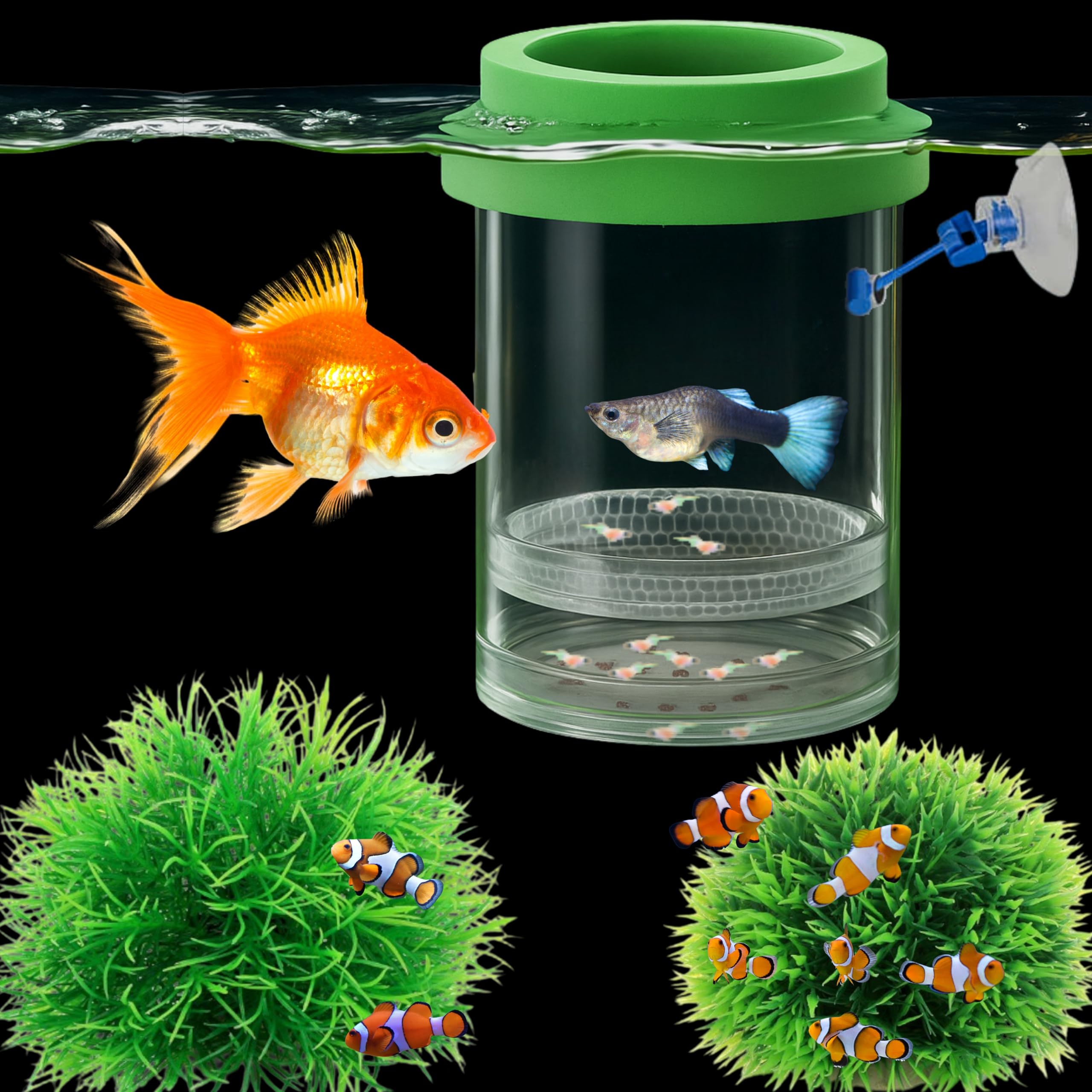 Betta Guppy Breeding Box for Fish Tank and Artificial Plants, Floating Guppy Breeding Box with Suction Cups, Acrylic Breeder Iso