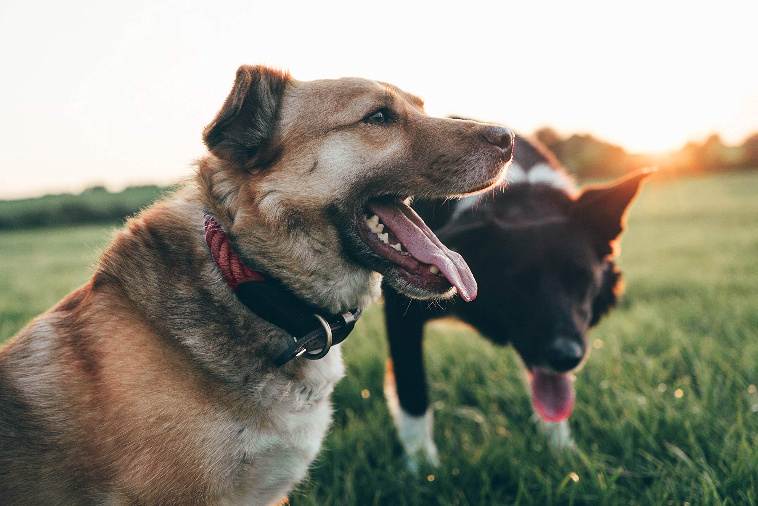 Embark Pets Country Dog Rope Collar - Braided Cotton And Thick Leather Dog Collar For Large Dogs - Durable Dog Collars For Large