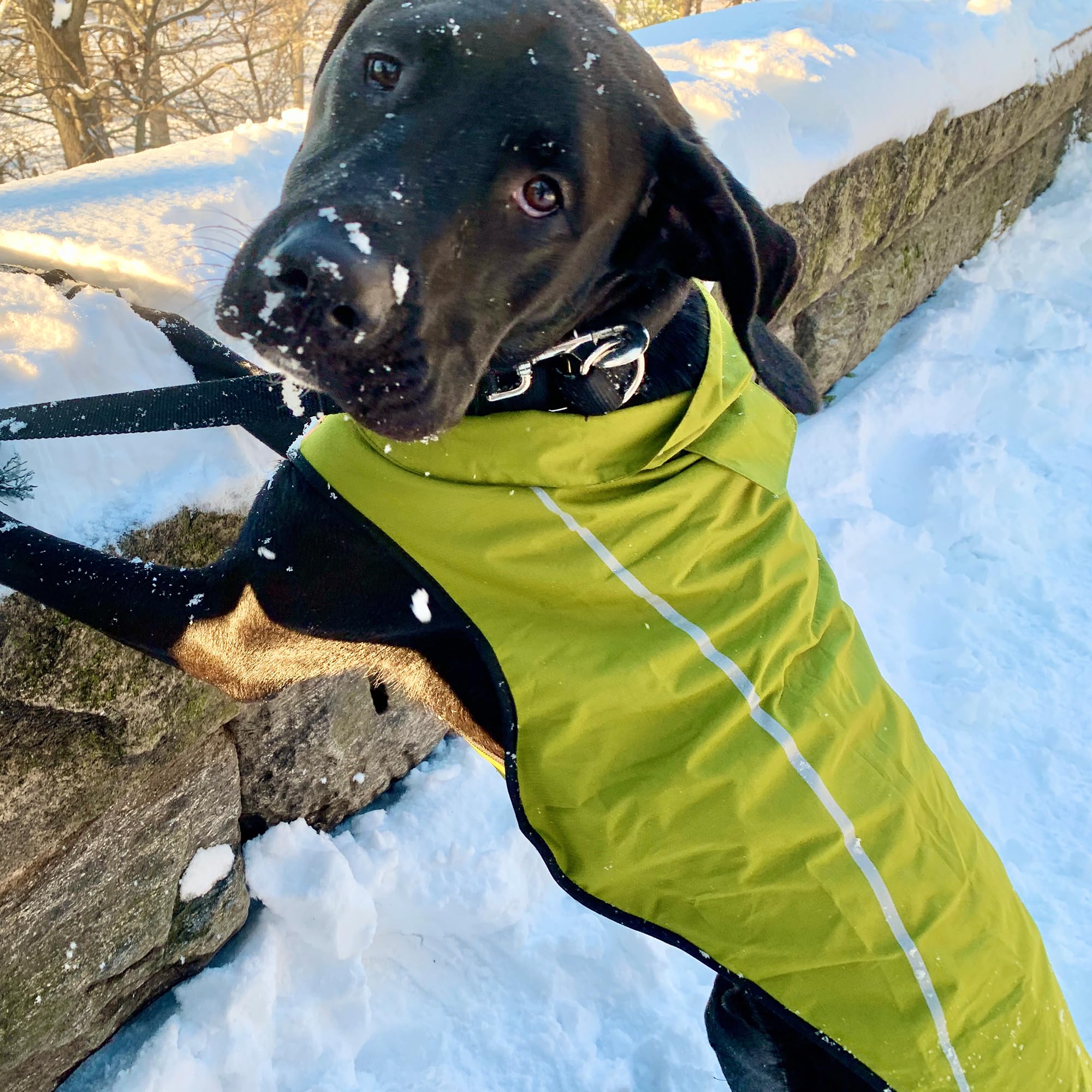 Mile High Life | Dog Raincoat | Adjustable Water Proof Pet Clothes | Lightweight Rain Jacket With Reflective Strip | Easy Step In Closure, Lime Yellow, Medium