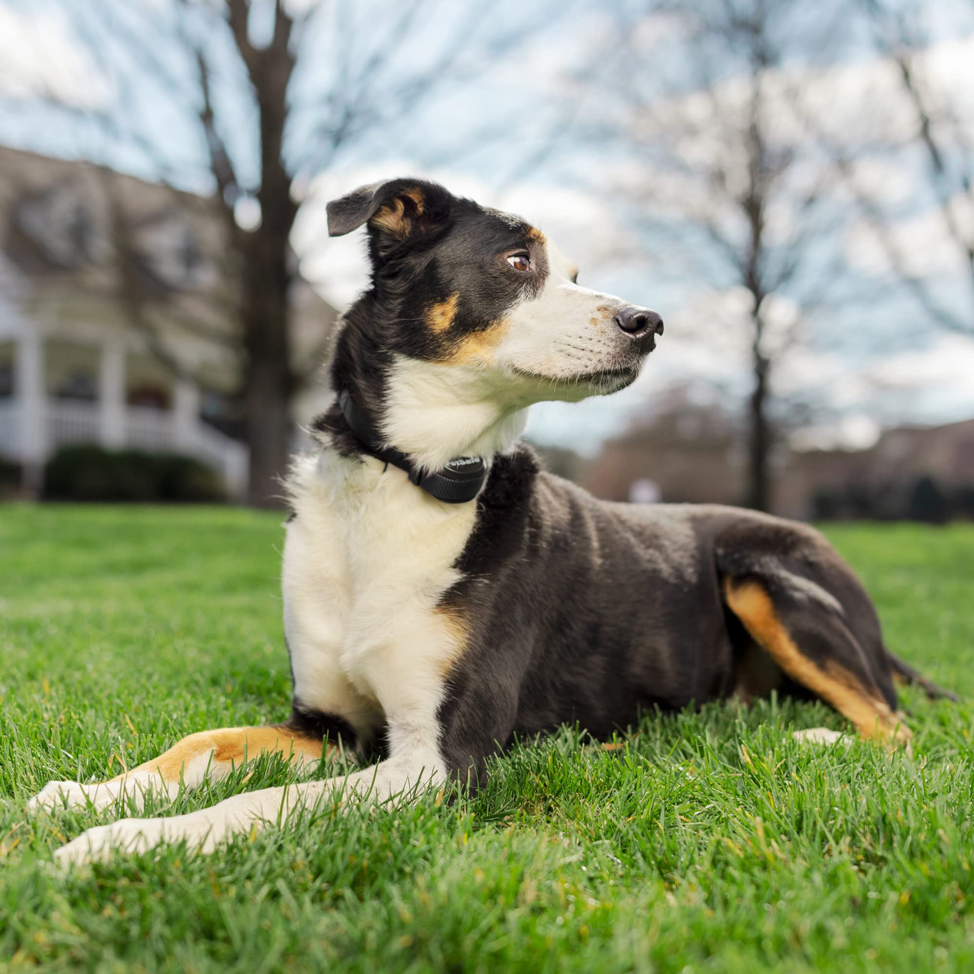 Petsafe 3/4 Replacement Collar Strap With No Holes, For Petsafe Bark, Wireless Fence, In-Ground Fence And Pawz Away Collars, Gre
