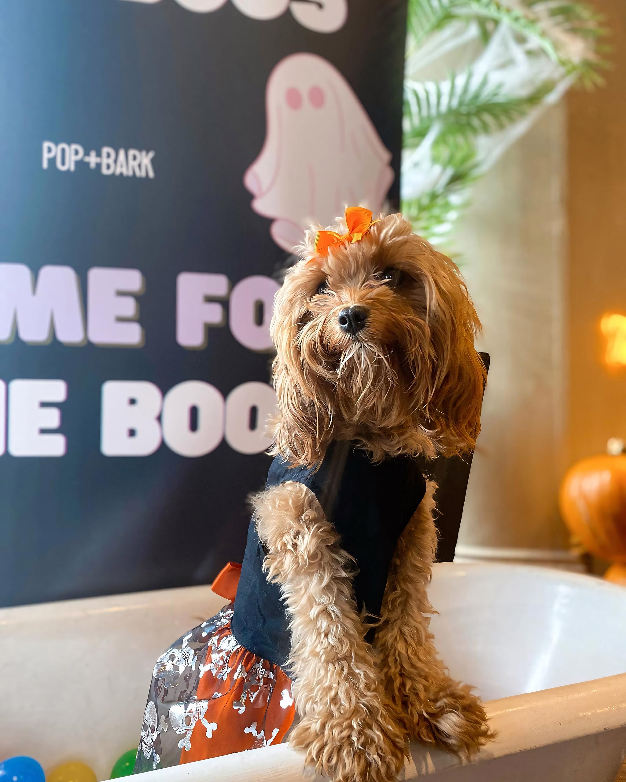 Fitwarm Hocus Pocus Y'all Funny Dog Halloween Tulle Dress, Holiday Dog Clothes for Small Dogs Girl, Funny Pirate Skull Pet Costu