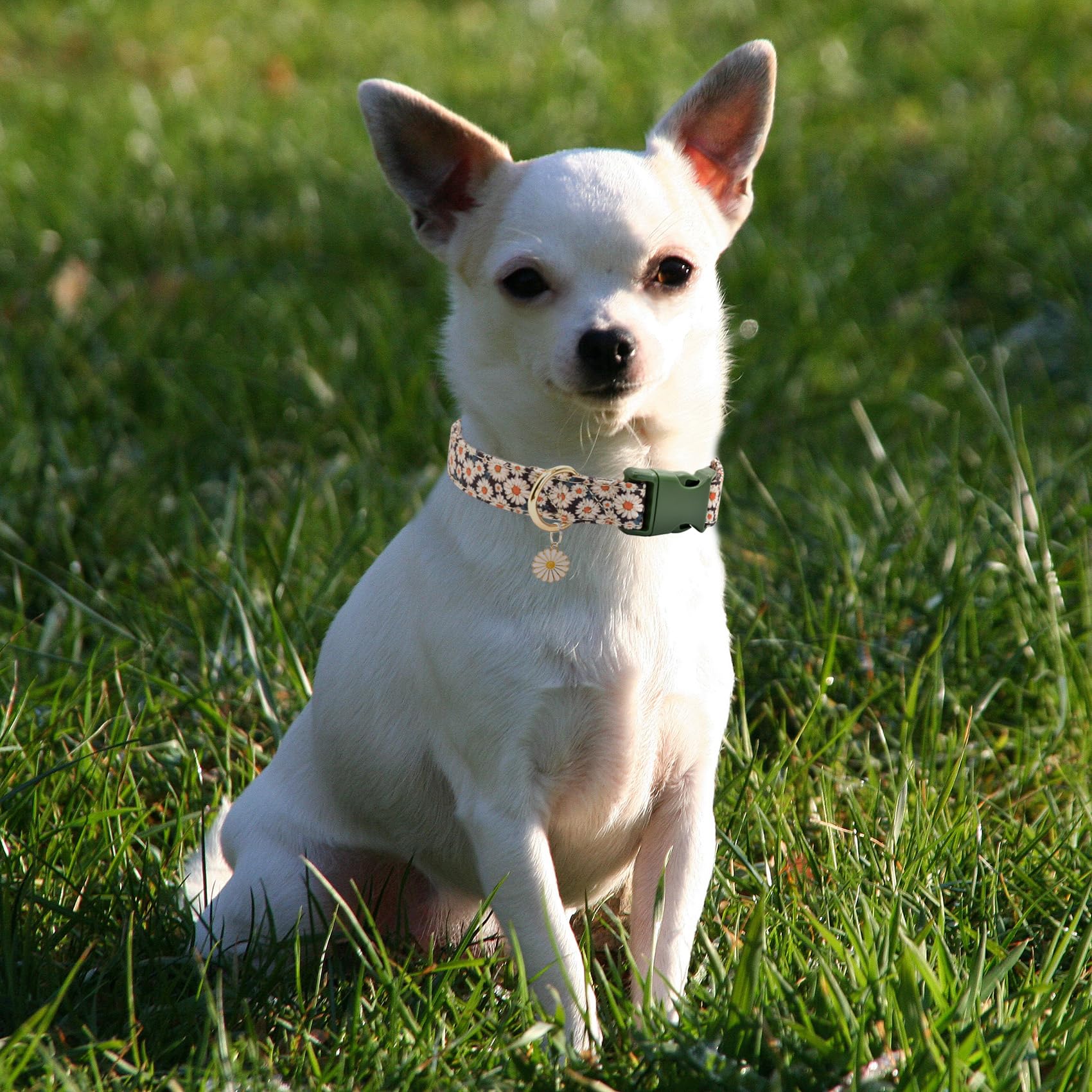 Flower Patterns Dog Collar With Accessories, Soft Cotton Dog Collars For Small Medium Large Female And Male Dog(Daisy M)