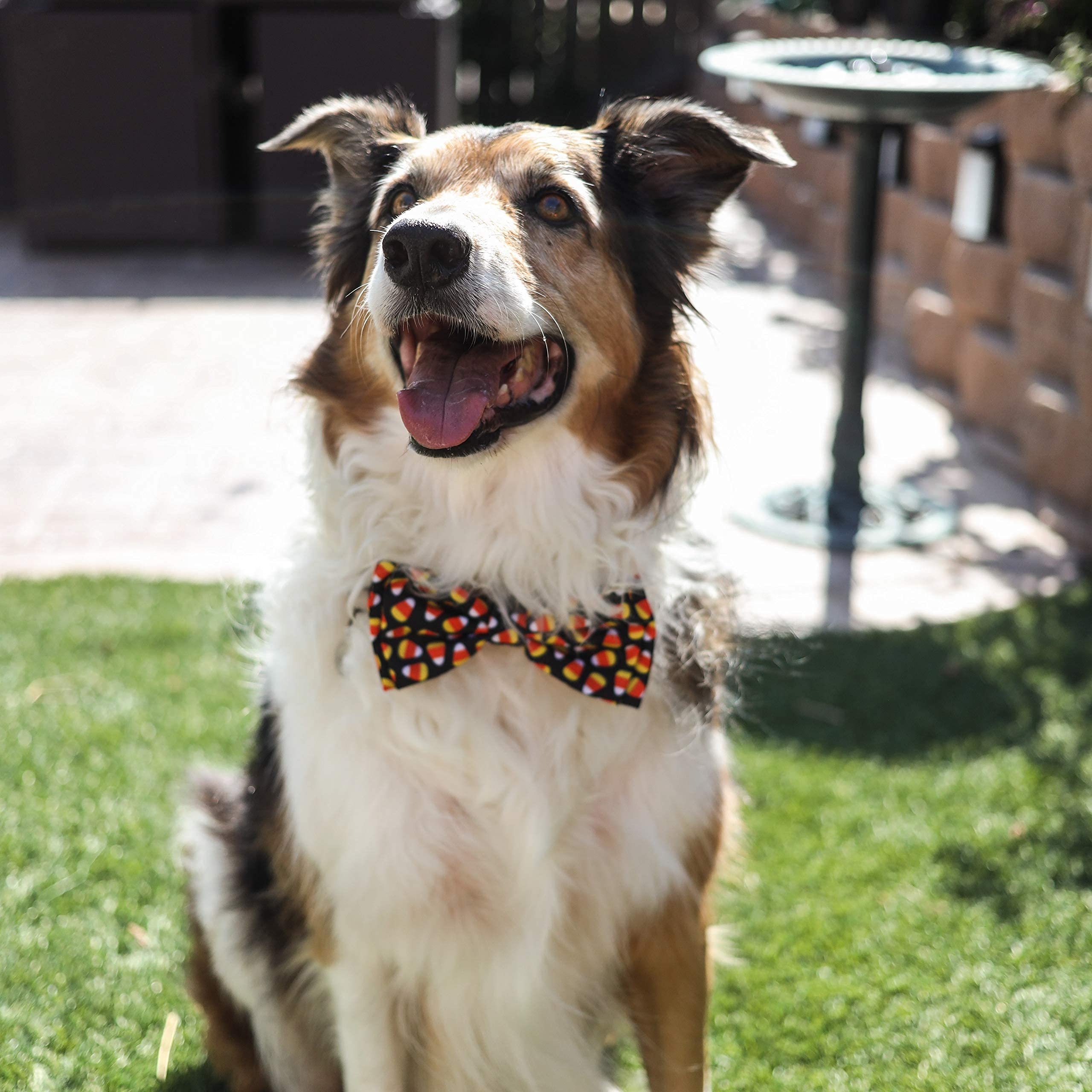 Huxley & Kent Bow Tie For Pets | Candy Corn (Small) | Halloween Bow Tie Collar Attachment | Fun Bow Ties For Dogs & Cats | Cute, Comfortable, And Durable | H&K Bow Tie