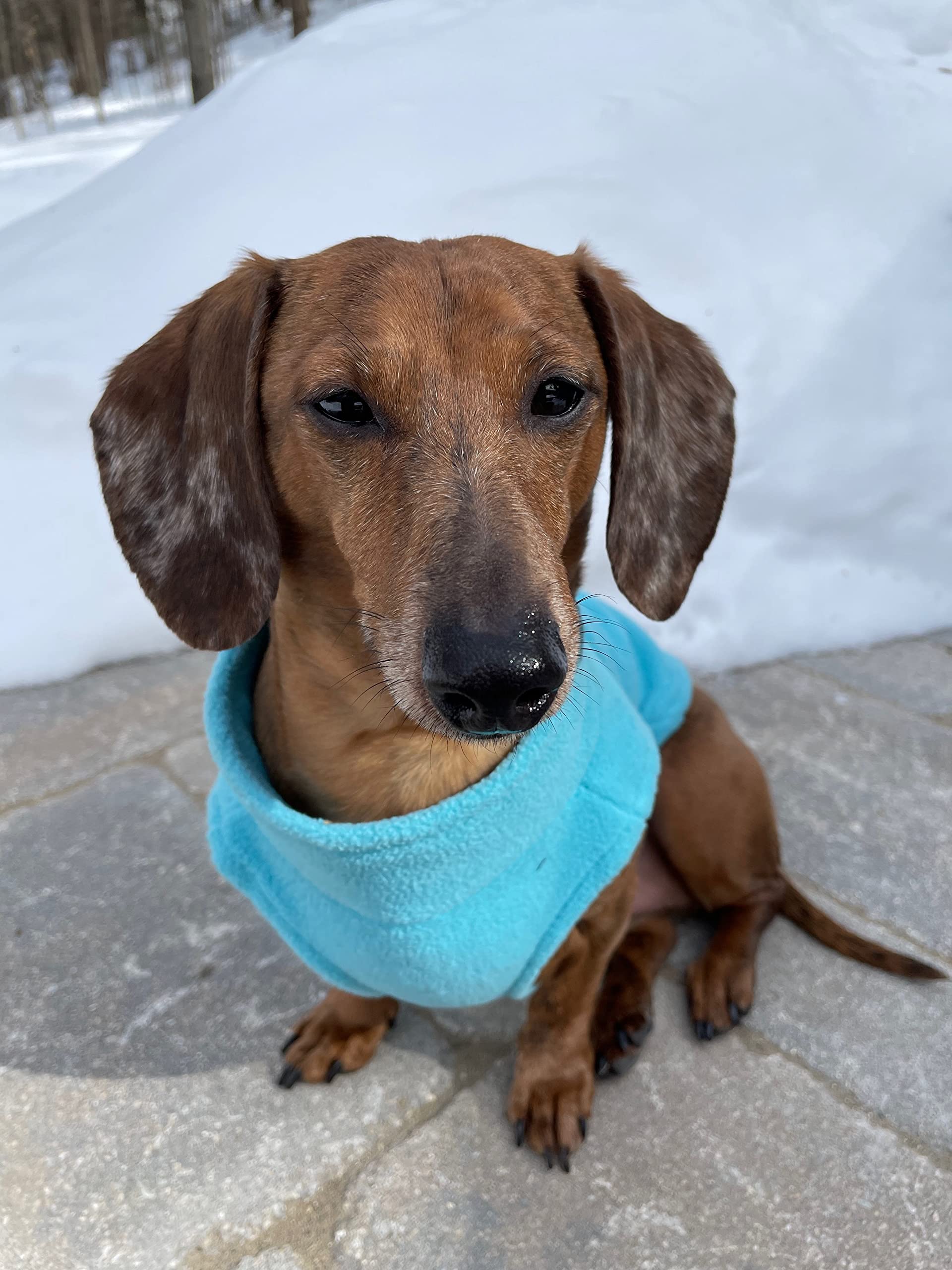 Gooby Zip Up Fleece Dog Sweater - Turquoise, Large - Warm Pullover Fleece Step-in Dog Jacket with Dual D Ring Leash - Winter Sma