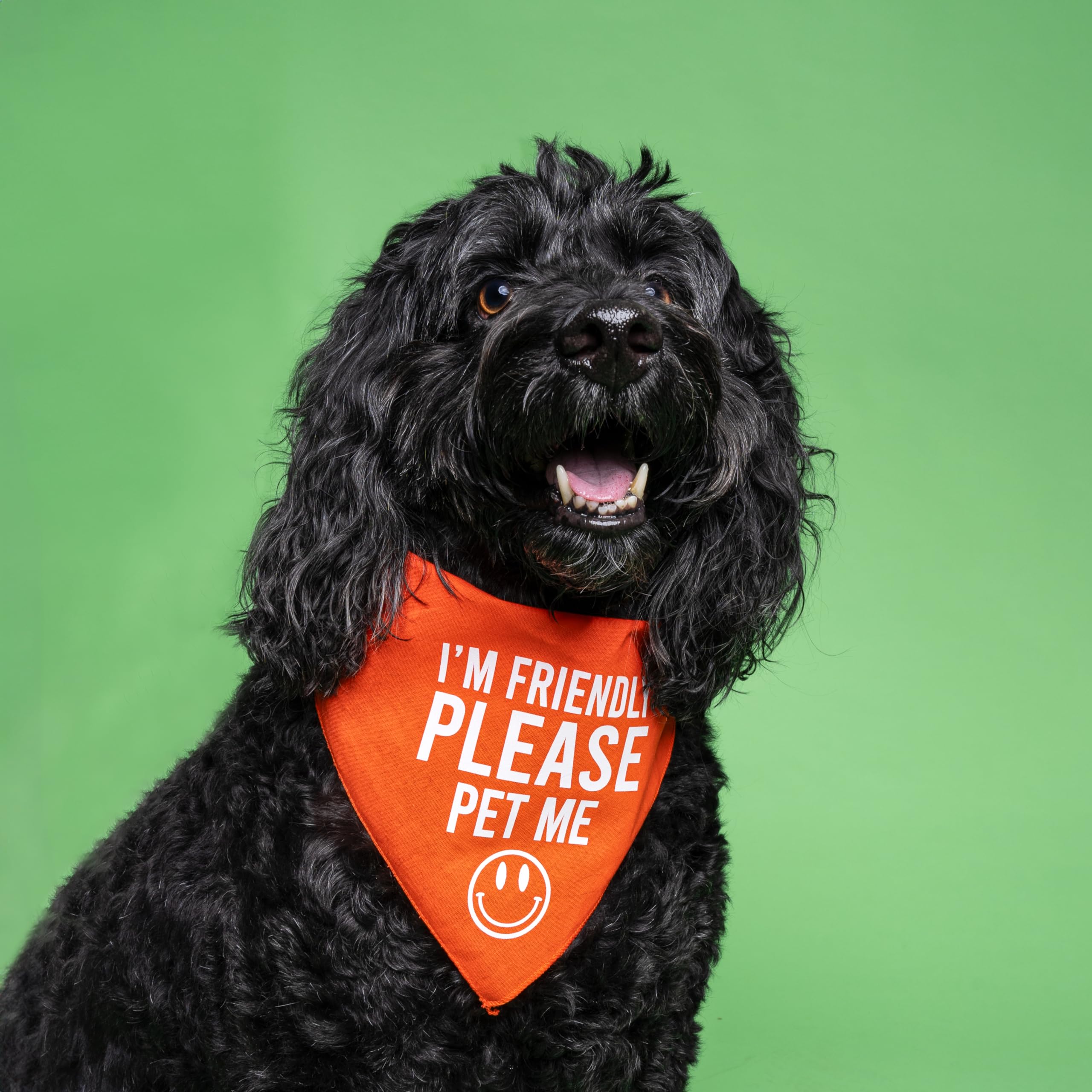 I'M Friendly Please Pet Me Dog Bandana (Royal Scrunch, Os151)