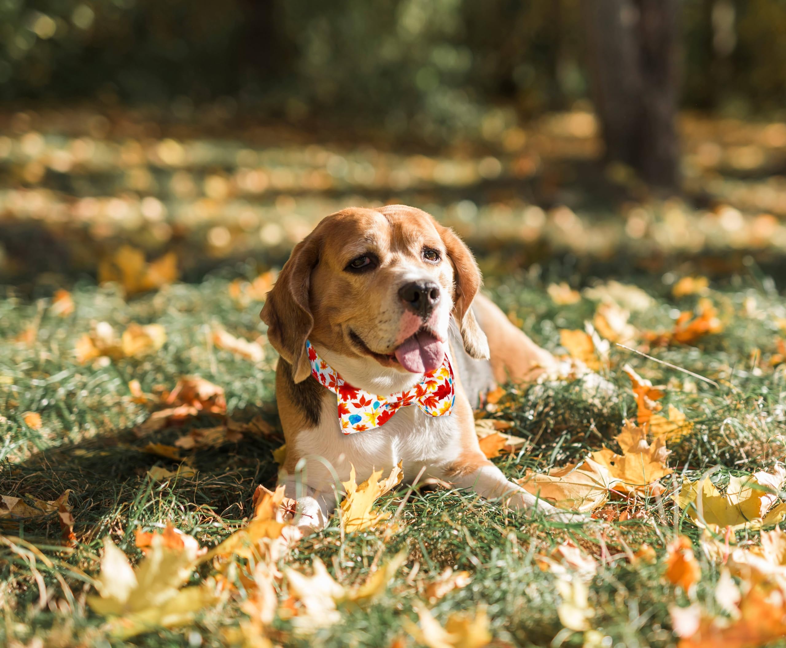 Tunkoo Fall Dog Collar With Elegant Bow Tie - Durable, Adjustable And Stylish Autumn Pet Collar, Available In Small Medium Large