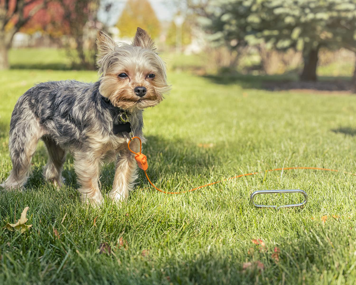 IntelliLeash Tie-Out Cables for Dogs. Lengths up to 100 Feet for Any Breed of Dogs up to 250 Pounds (10 lb / 12 ft)