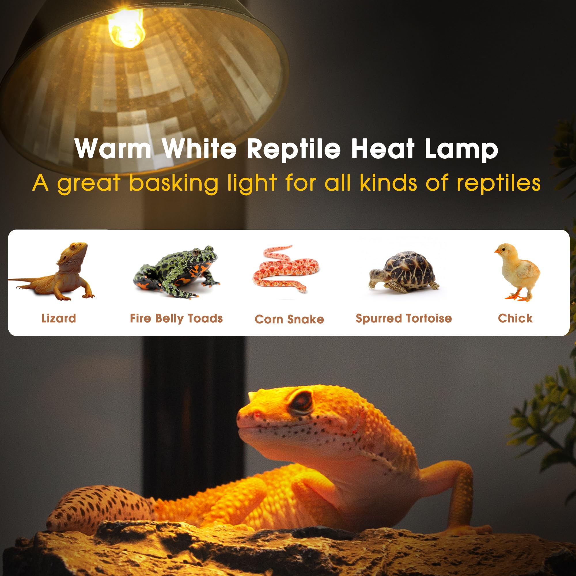 Reptile Heat Lamp 50W G9 Halogen Heat Bulb & Dome Reptile Light Fixture, Aluminum Reflector, UVA Basking Light for Reptiles, Dim