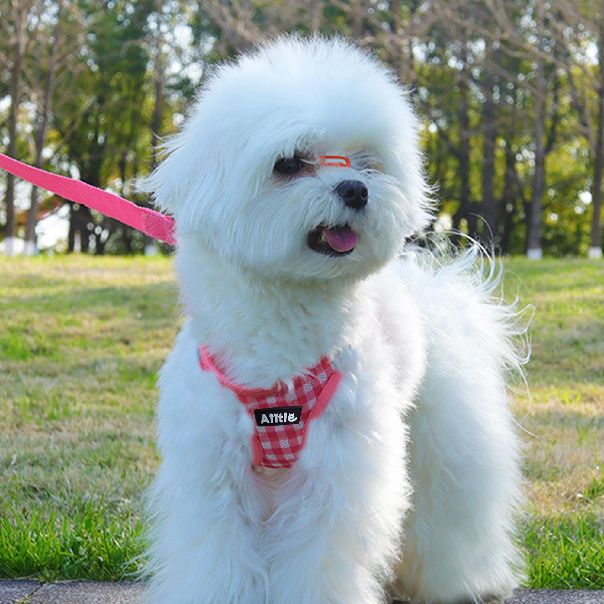Aiitle No Pull Dog Harness And Leash Set, Step In No Chock Soft Mesh Dog Harnesses Reflective For Extra-Small Puppy Dogs And Cat