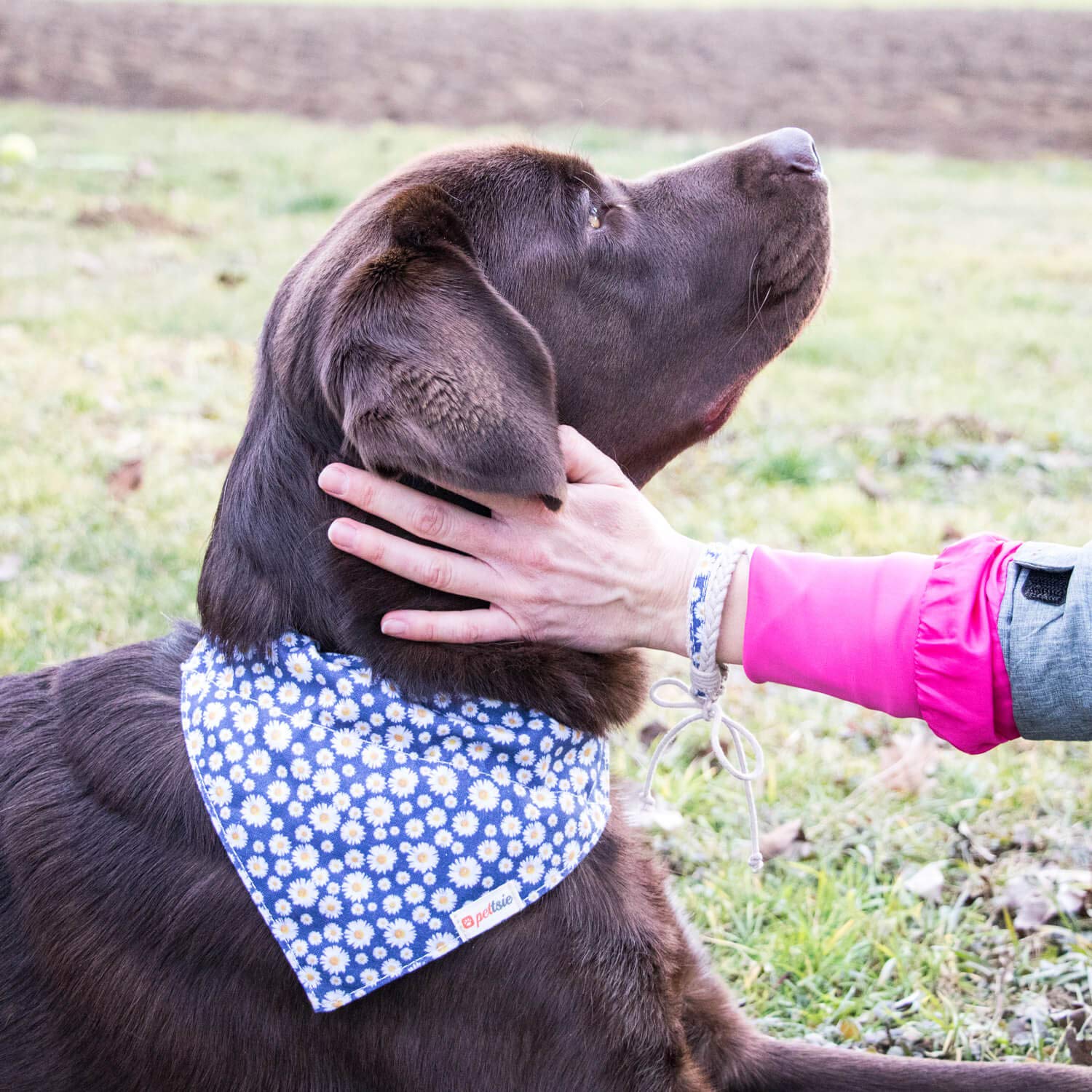 Pettsie Matching Dog Collar, Bandana, Friendship Bracelet, Gift Box, Durable Hemp, 4 Adjustable Sizes, Comfortable And Soft For Sensitive Skin, Strong D-Ring For Easy Leash Attachment, S, Blue