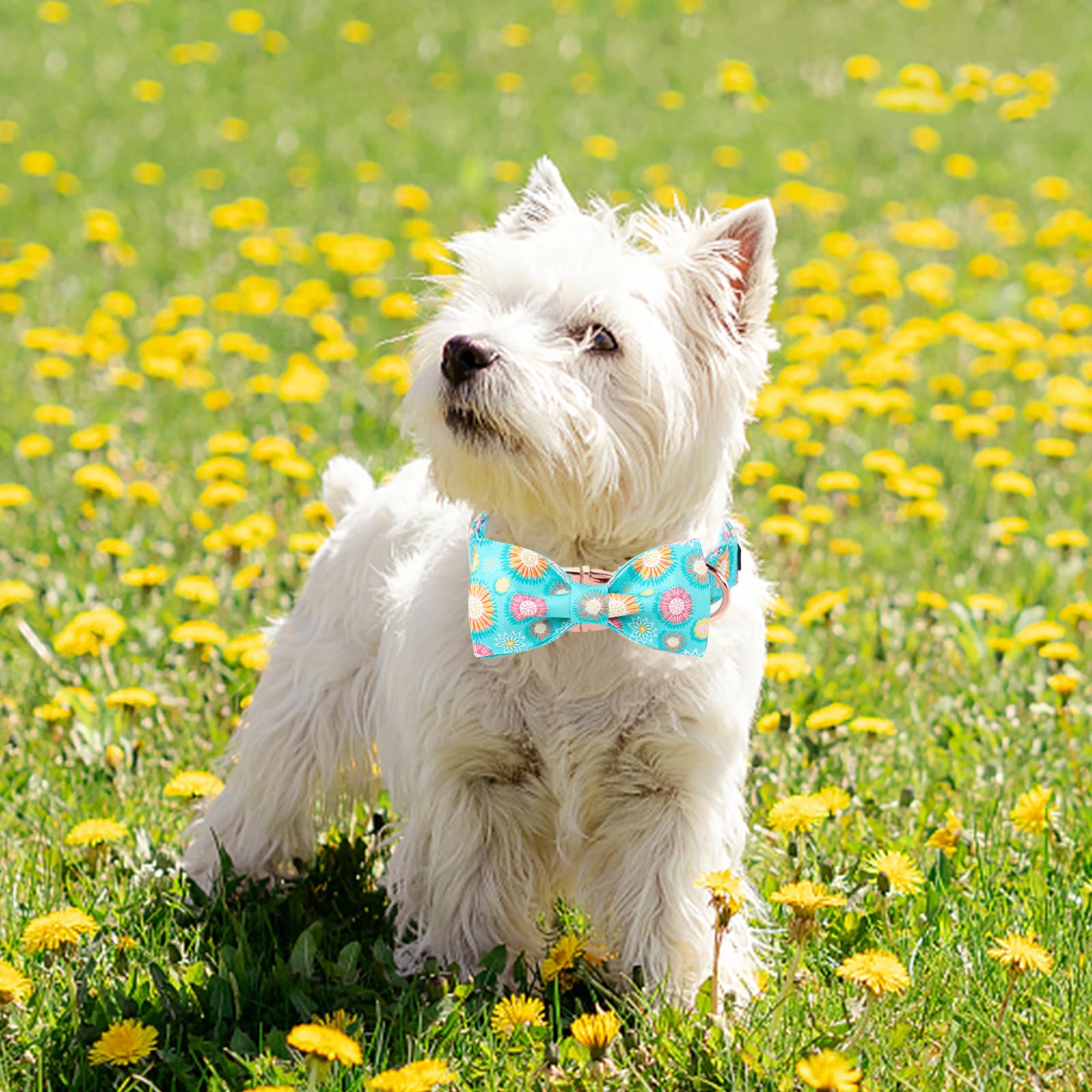 Unique Style Paws Summer Dog Collar With Bow, Cute Sunflower Bow Tie Dogs Collar,Blue Dog Bows For Girl,Boy Dogs,Xl,16-26In