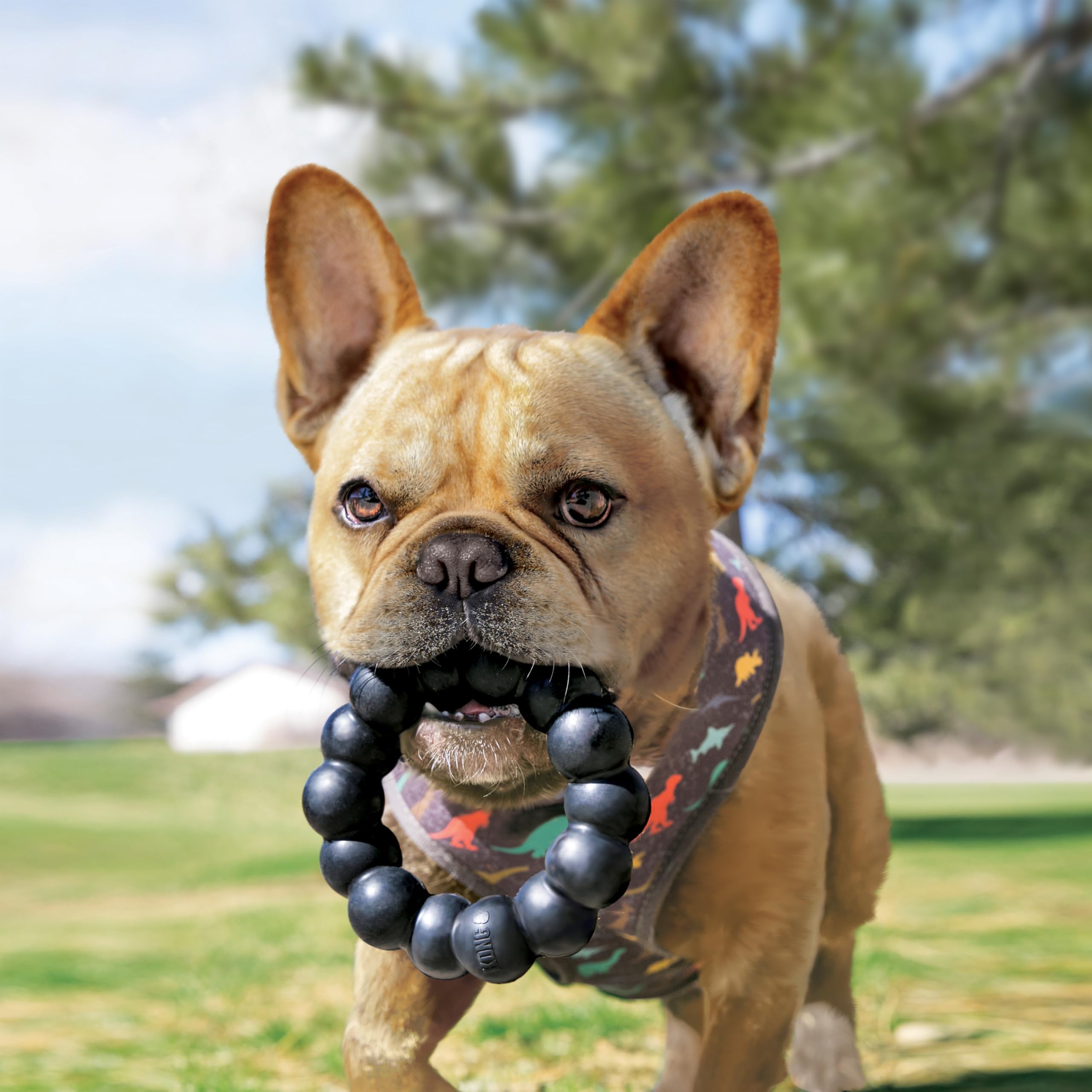 KONG Extreme Ring - Durable Natural Rubber Ring Toy for Healthy Chewing Habits - Chew Toy Supports Dog Dental Health - Dog Toy S