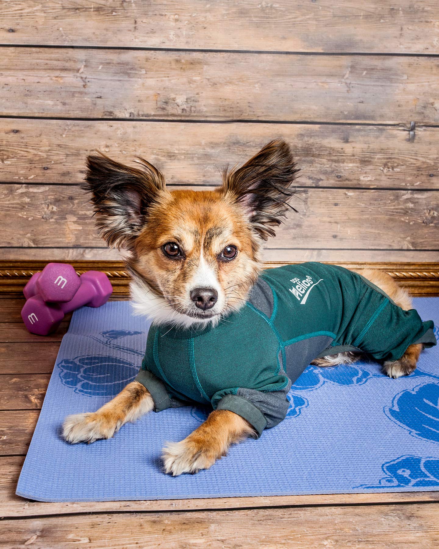 Dog Helios ® 'Rufflex' Mediumweight 4-Way-Stretch Breathable Full Bodied Performance Dog Warmup Track Suit, Medium, Green