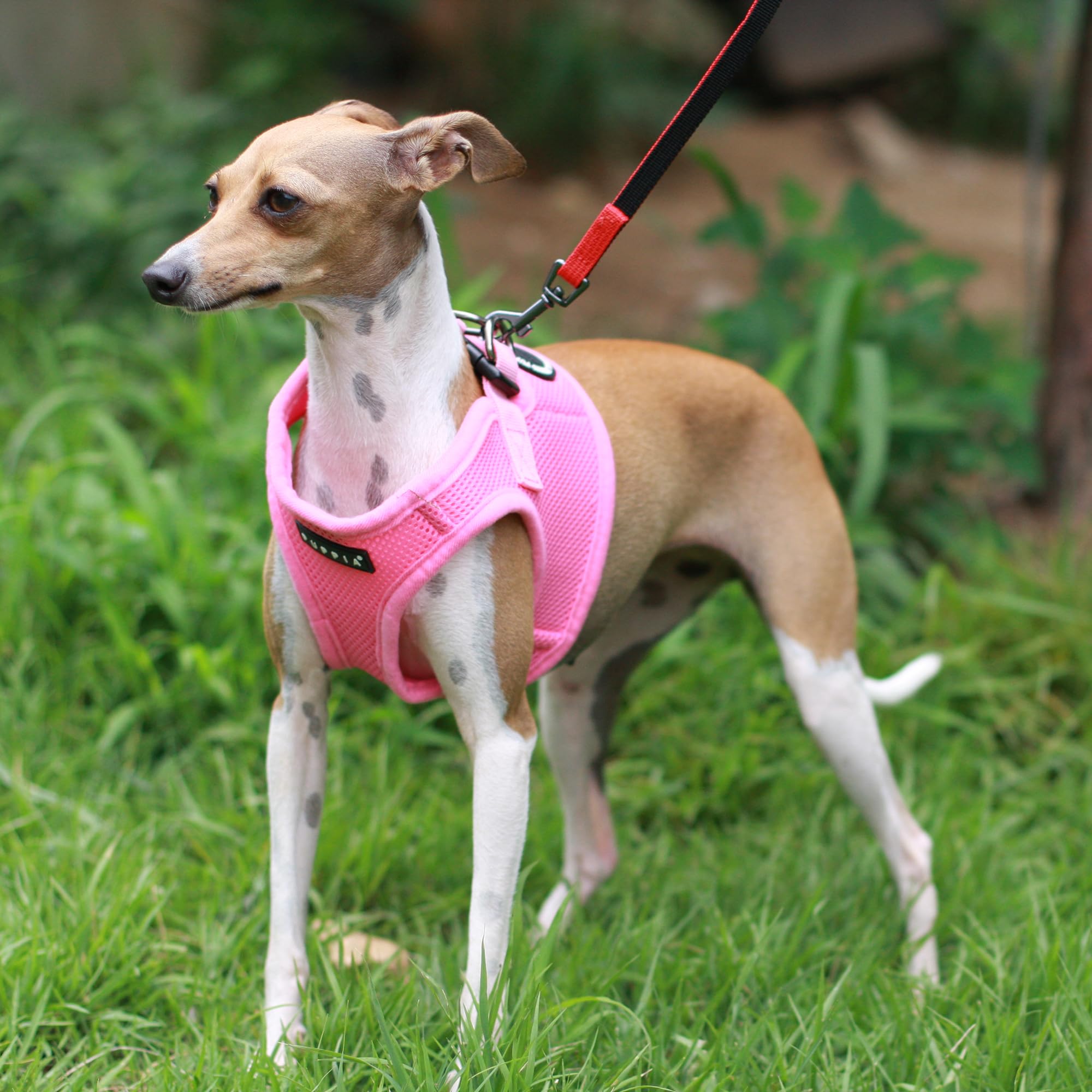 PUPPIA International Puppia Harness Soft B Vest Pink Medium