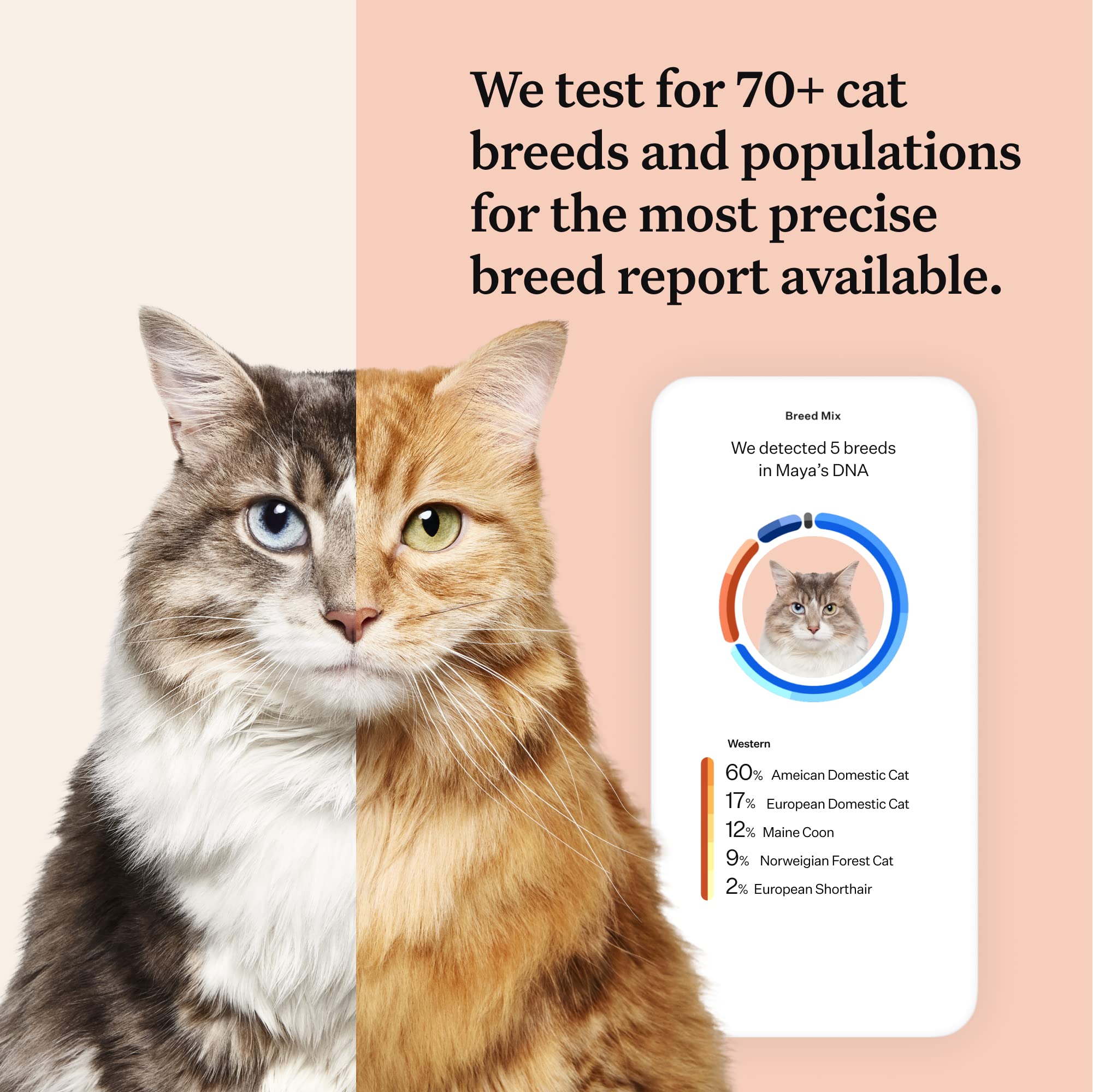 Wisdom Panel Complete: Comprehensive Cat DNA Test for 45 Health Genetic Health Conditions | 70+ Breeds and populations | 25+ Tra