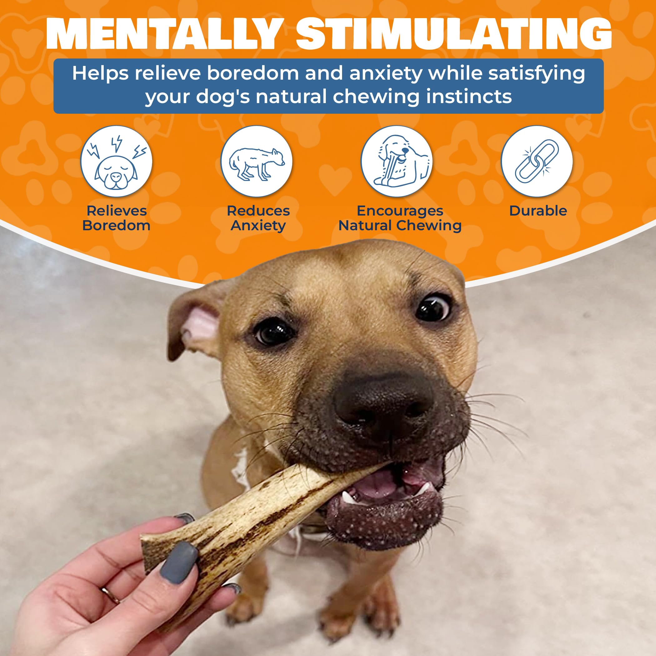 K9warehouse Natural Split Elk Antlers for Dogs - Premium Grade Dog Antler Chews - Long-Lasting Deer Antles Ideal for Aggressive