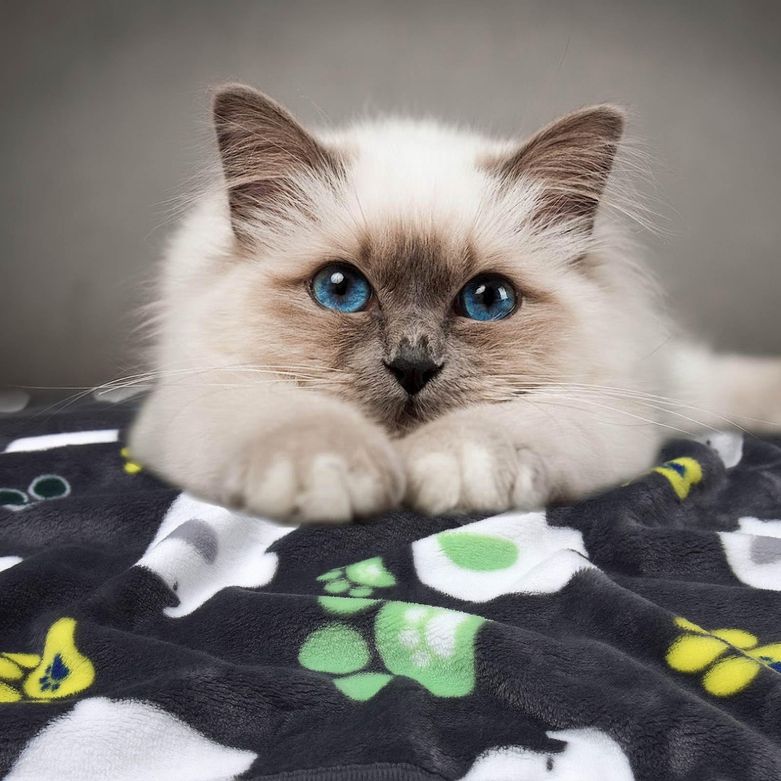 Rezutan Premium Soft Dog & Puppy Blankets, 1 Pack With Flannel Cute Elephant Dog Paw, Small Cat & Kitten Blankets, Grey/Blue/Yel