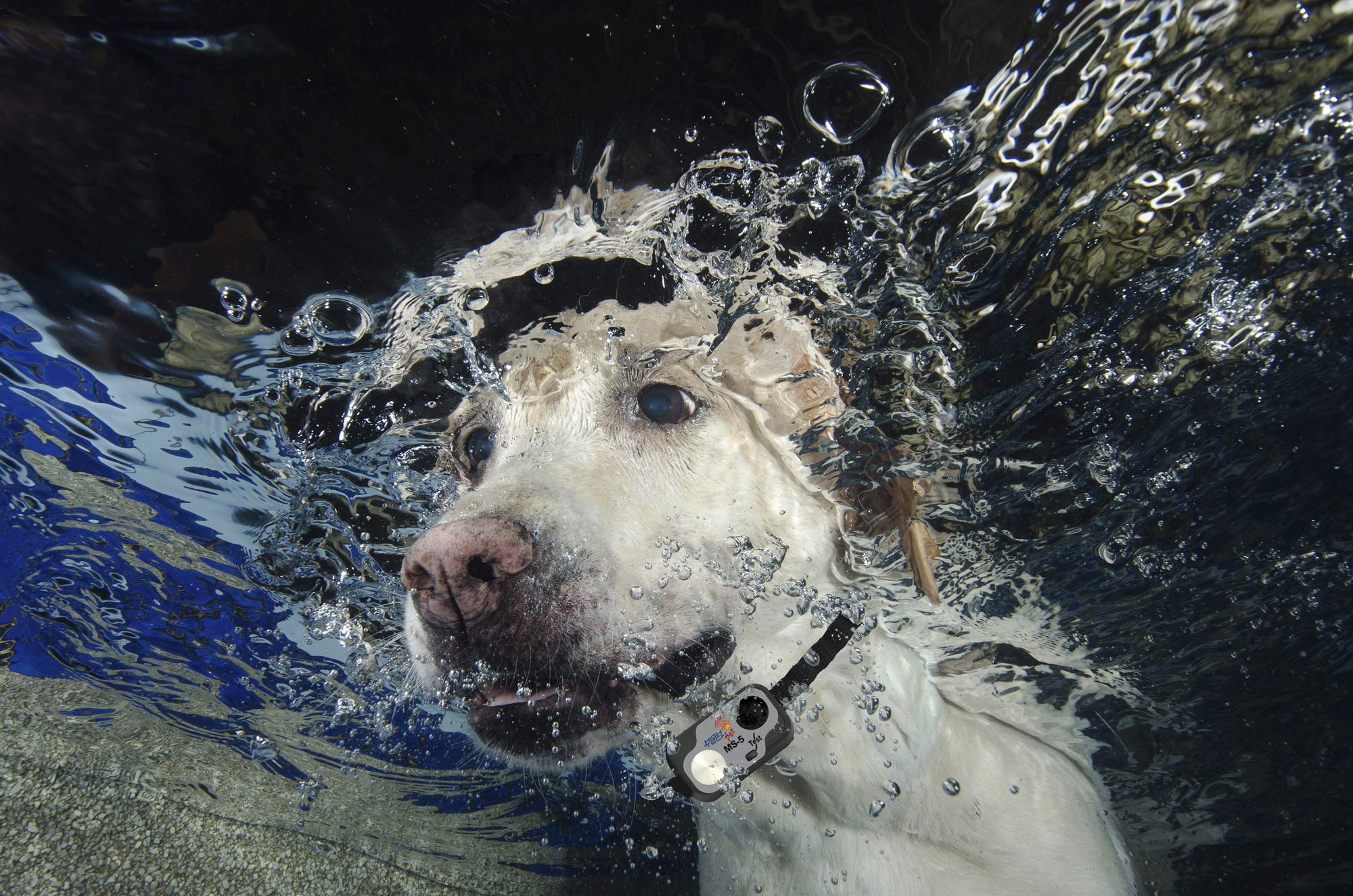 High Tech Pet Micro Sonic 5 XL Water-Resistant Collar with Digital Transmitter - Black