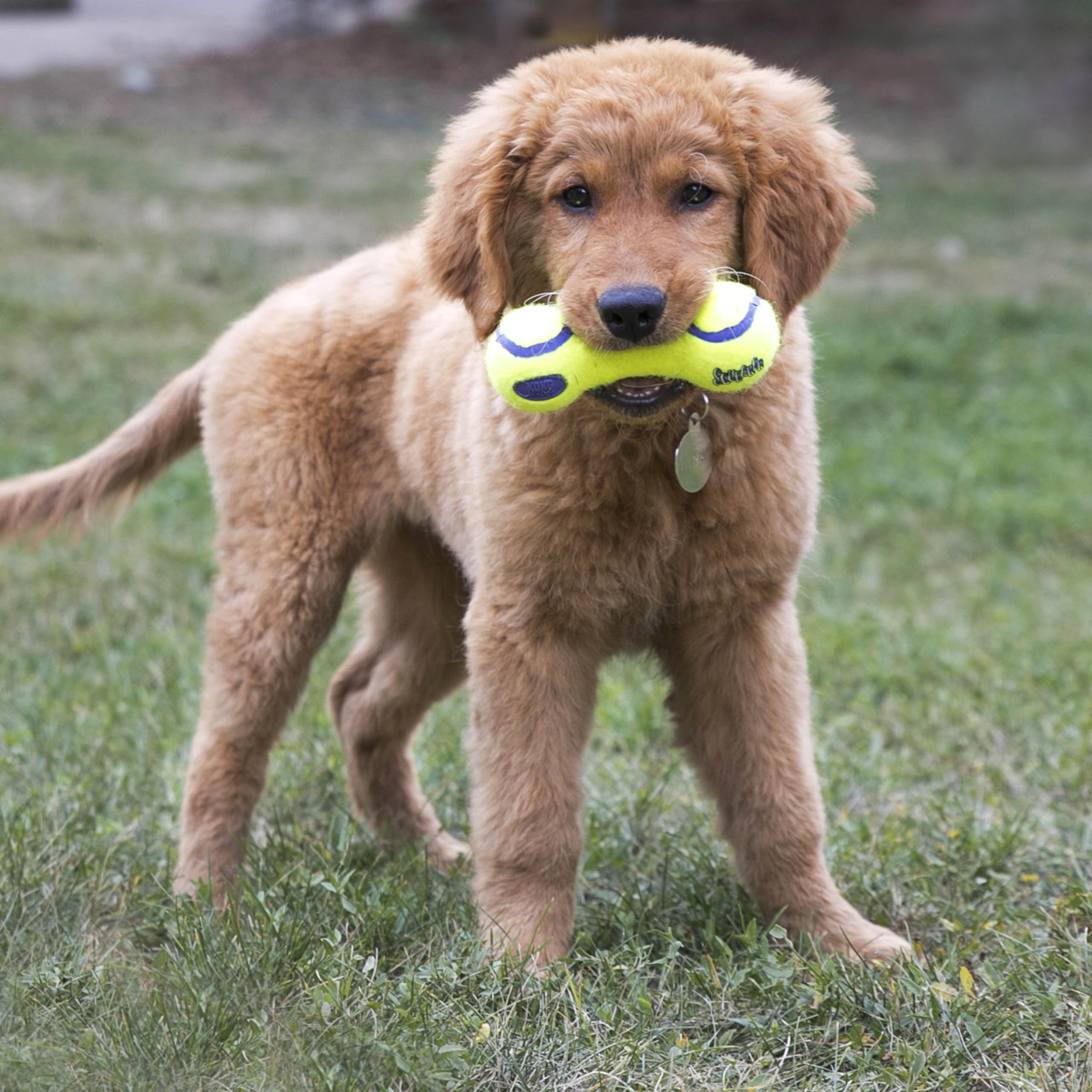 Kong Air Dog Squeaker Dumbell Large