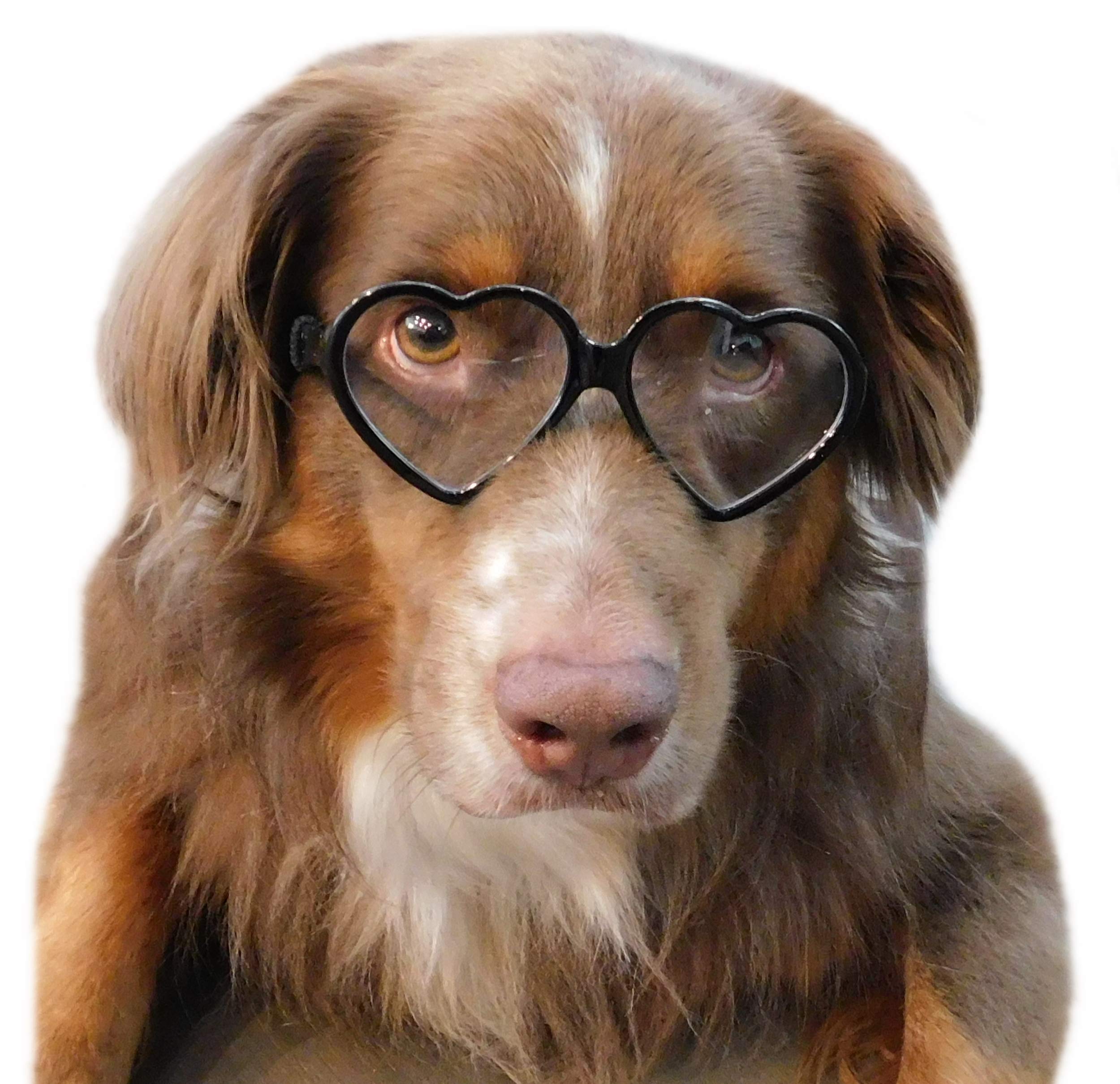 G003 Dog Pet Heart Shape Costume Prop Glasses Medium Breeds 20Lb-40Lbs (Heart Black-Clear Lens)
