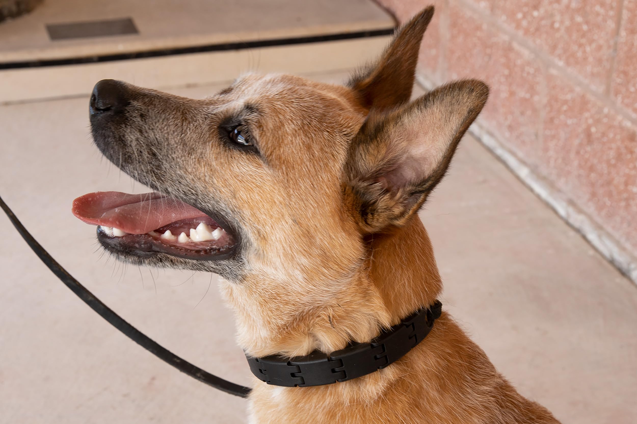 Starmark Pro-Training Dog Collar Add-A-Link Large