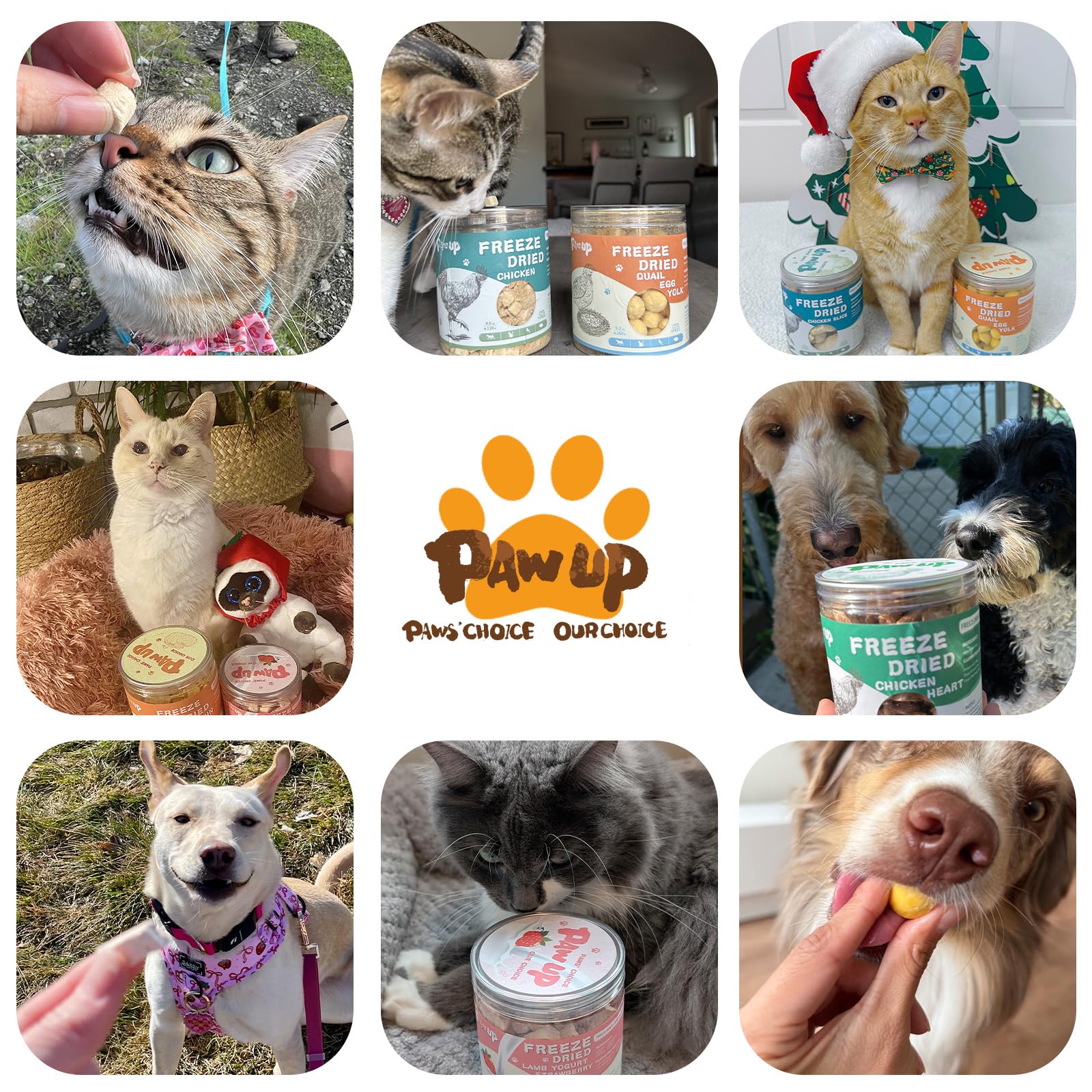 PAWUP Freeze-Dried Pumpkin Treats for Dogs & Cats - High Fiber, Single Ingredient Natural Snacks for Digestion & Gut Health, Hea