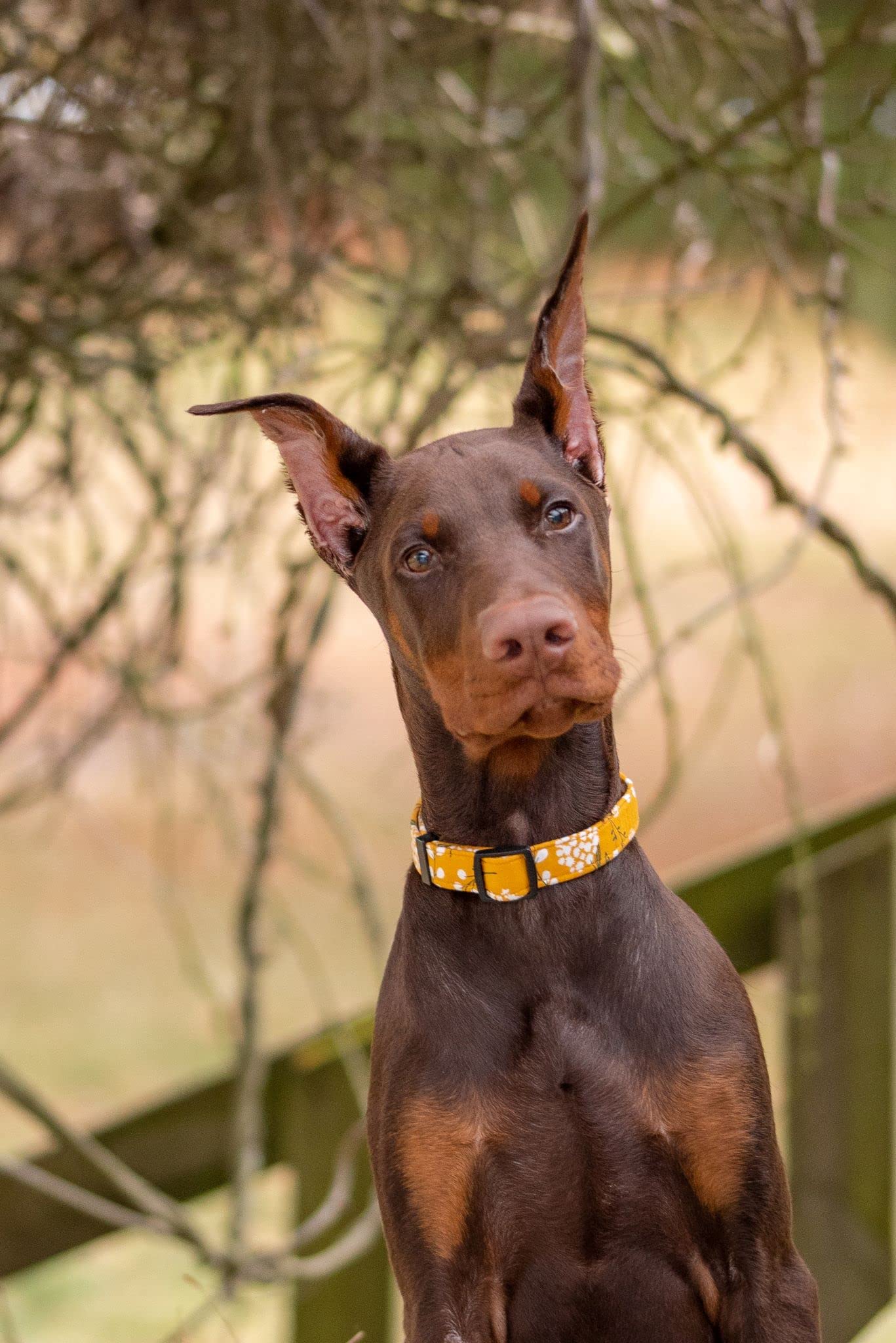 Dog Collar For Small Medium & Large Dogs - Heavy Duty Cotton, Long Lasting, Adjustable, Strong And Durable Puppy Quick Release B